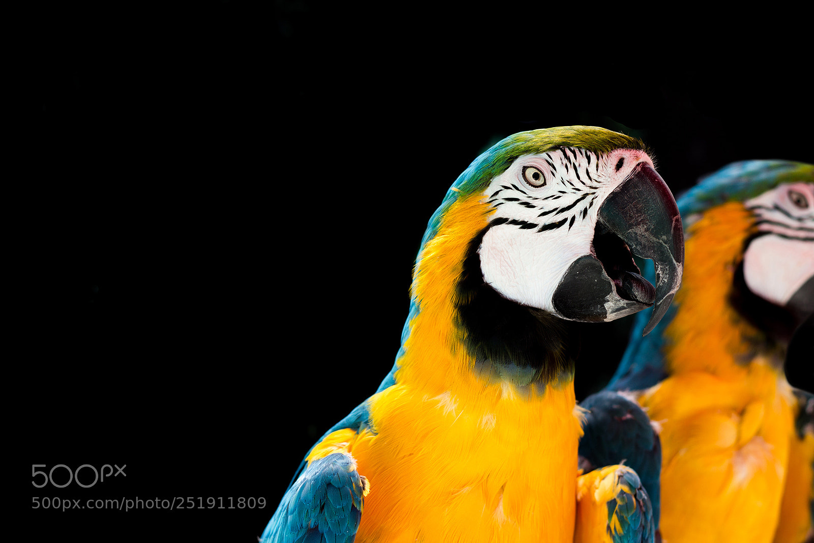 Canon EOS 600D (Rebel EOS T3i / EOS Kiss X5) sample photo. Macaw duo photography