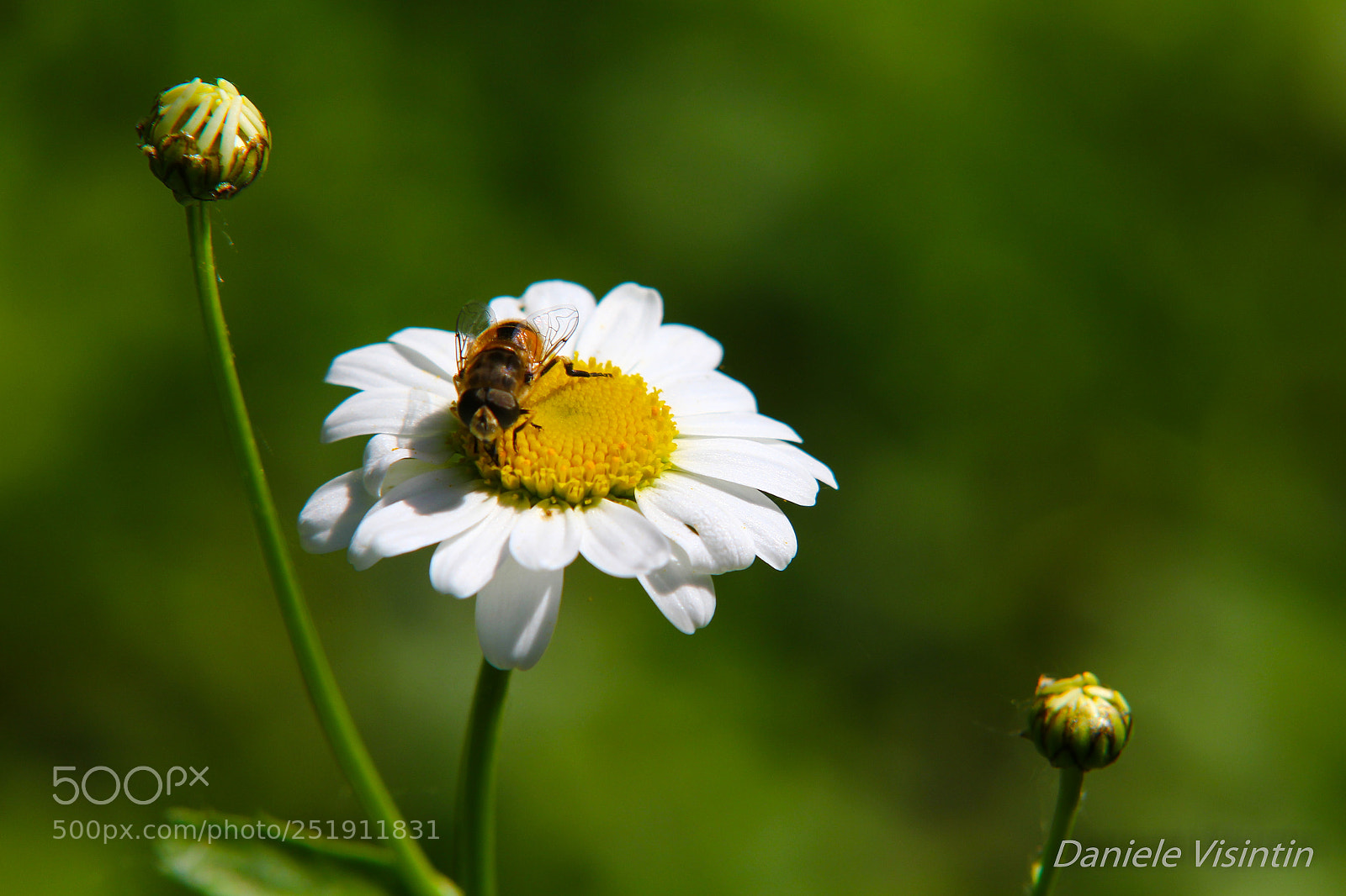 Canon EOS 60D sample photo. Relaxing bee photography