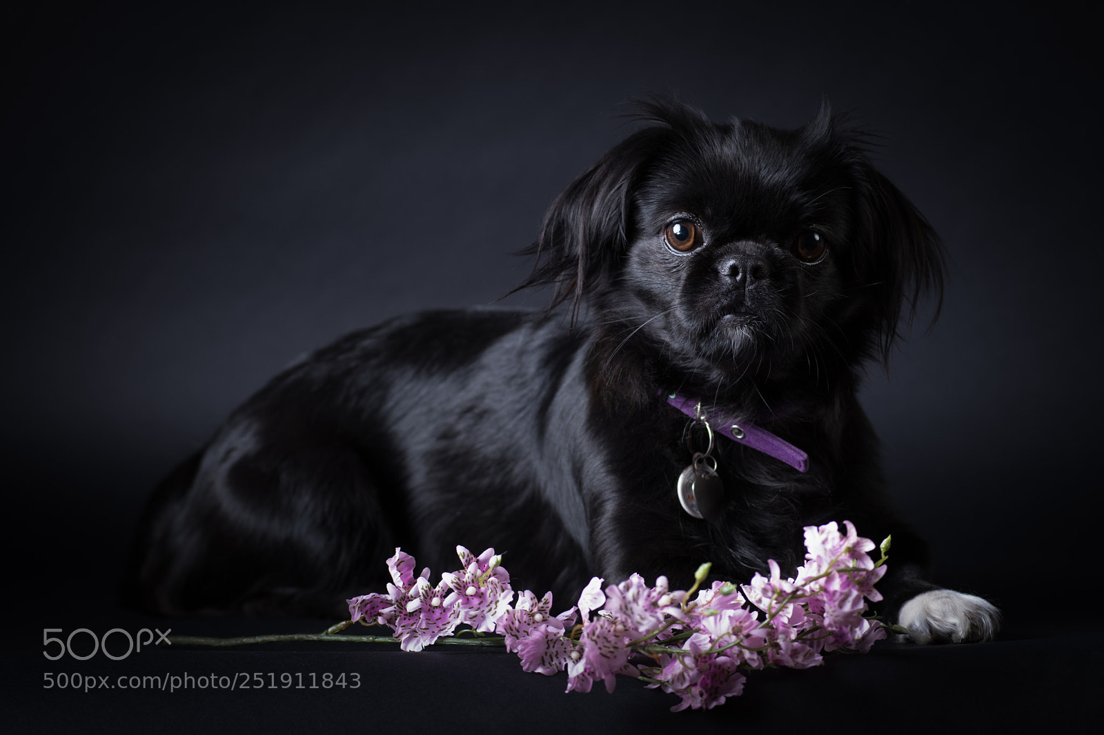 Nikon D500 sample photo. Black dog portrait with photography