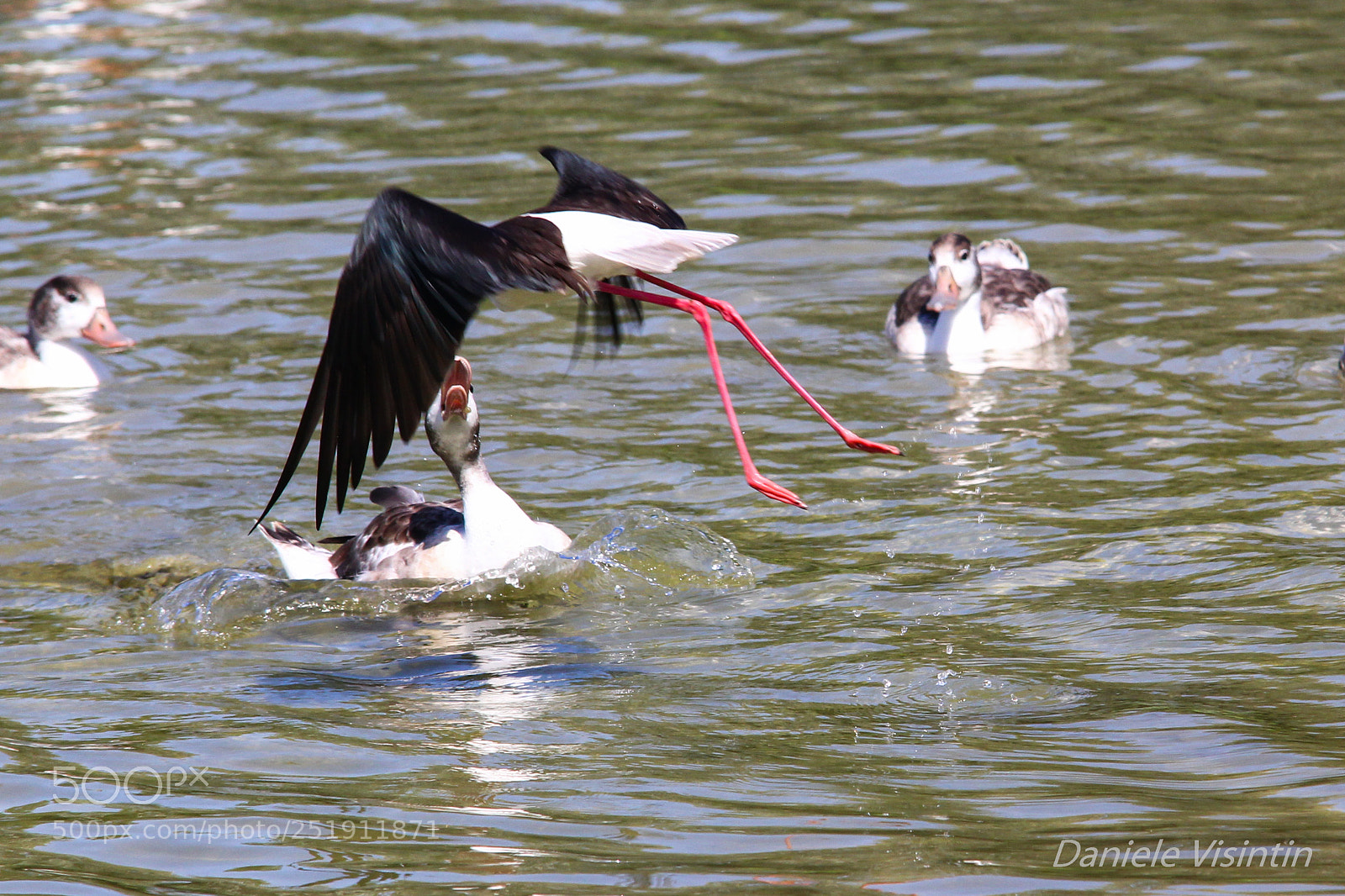 Canon EOS 60D sample photo. Cavaliere d'italia_2 photography