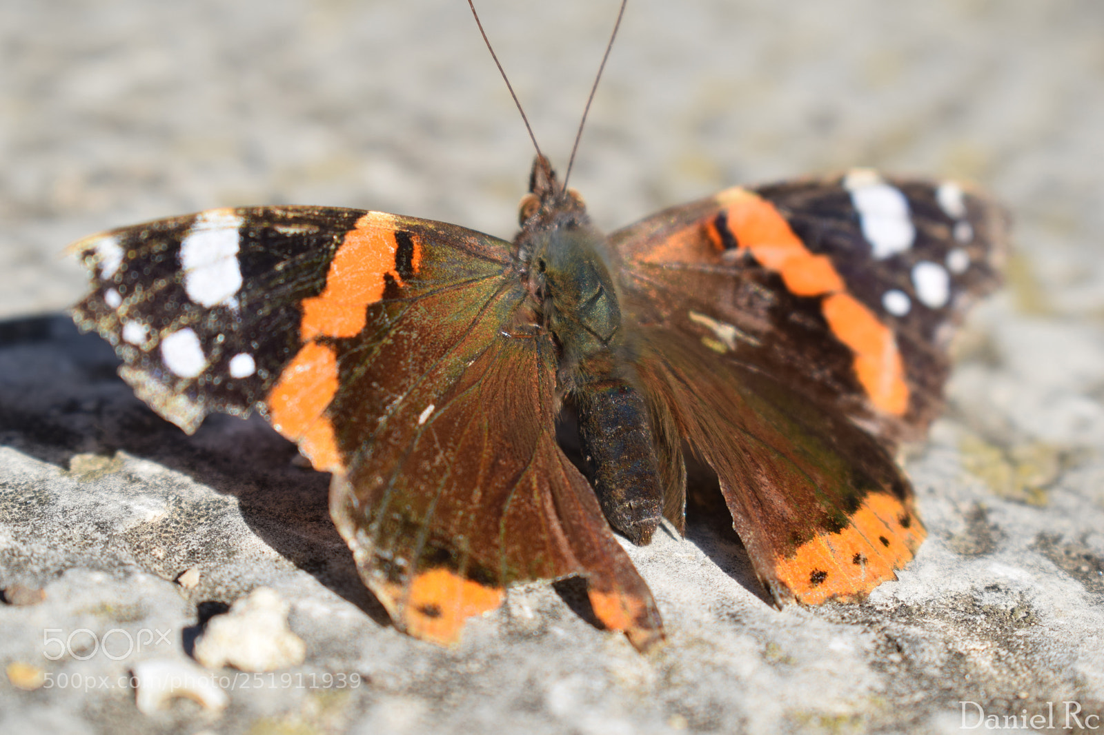 Nikon D5300 sample photo. Mariposa naranja photography