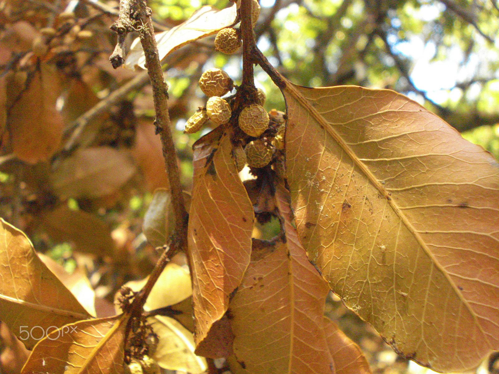 Sony DSC-W55 sample photo. What are we? photography
