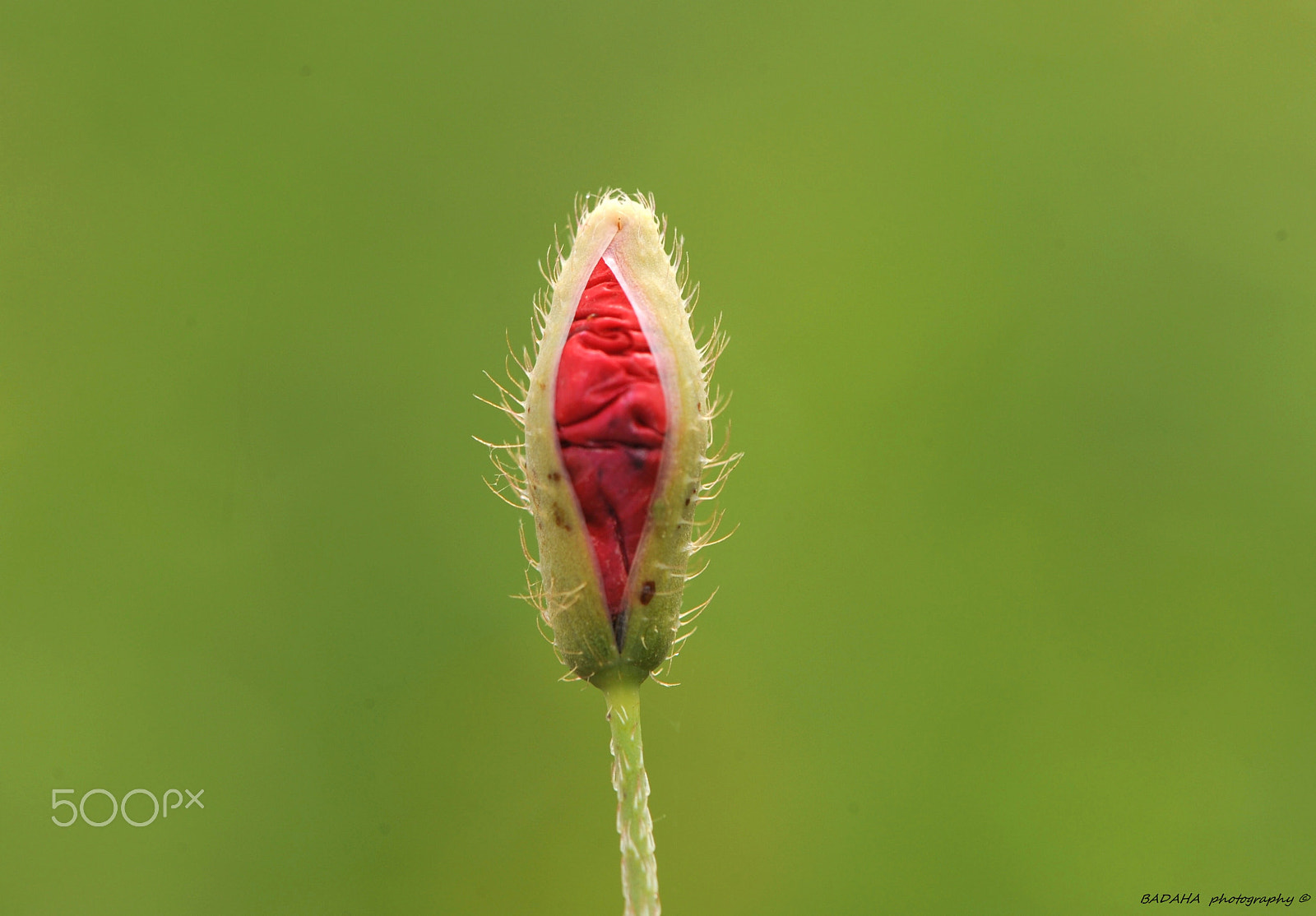 Nikon AF-S Micro-Nikkor 105mm F2.8G IF-ED VR sample photo. Still coming photography