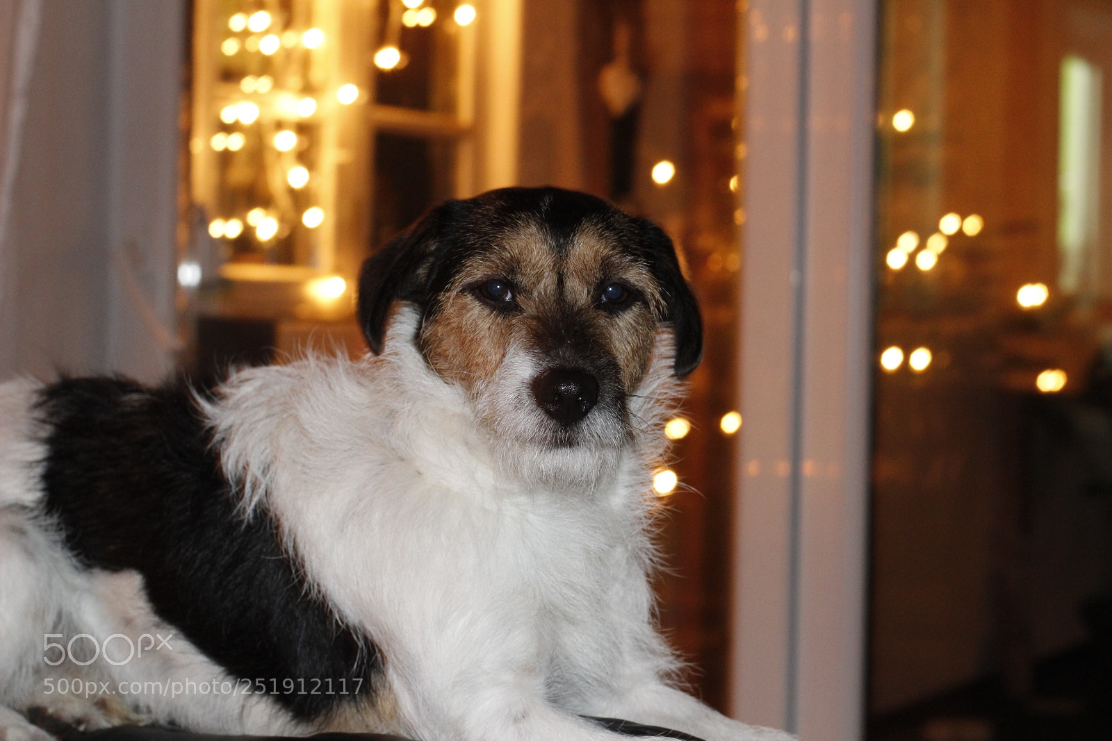 Canon EOS 1300D (EOS Rebel T6 / EOS Kiss X80) + Canon EF 50mm F1.8 STM sample photo. Buddy 2 photography