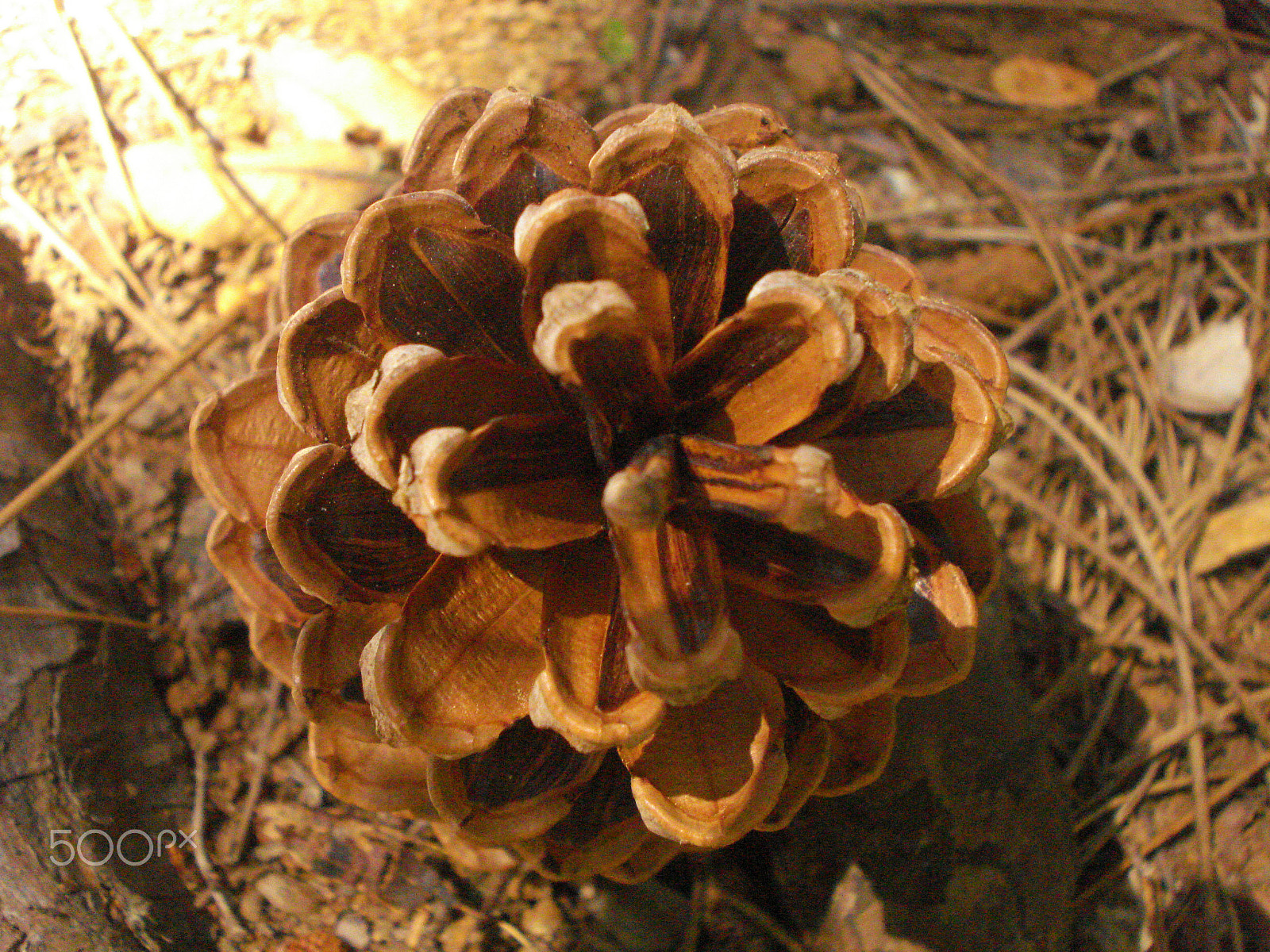 Sony DSC-W55 sample photo. Conifer. photography