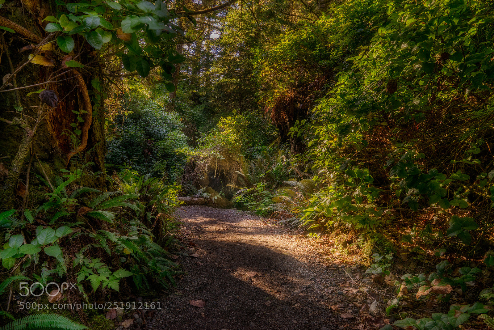 Sony a7R sample photo. Wild pacific trail photography