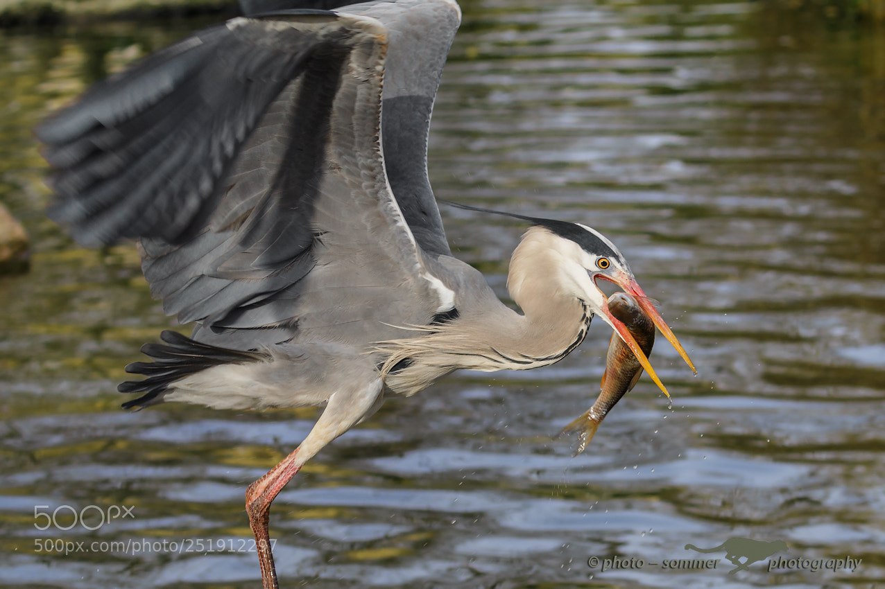 Canon EOS 70D sample photo. Grey heron photography
