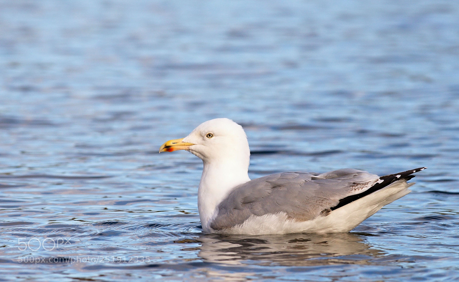 Nikon D610 sample photo. Lesser black-backed gull photography