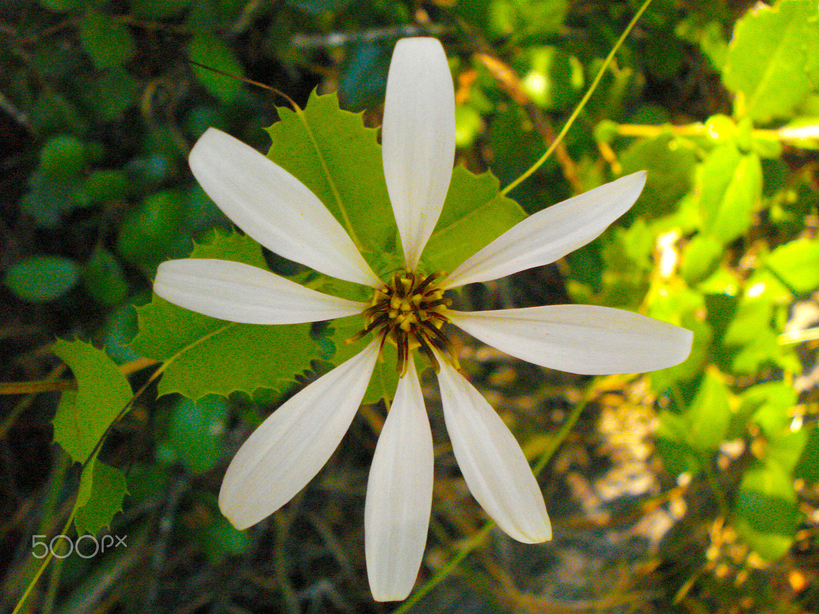 Sony DSC-W55 sample photo. White sun. photography