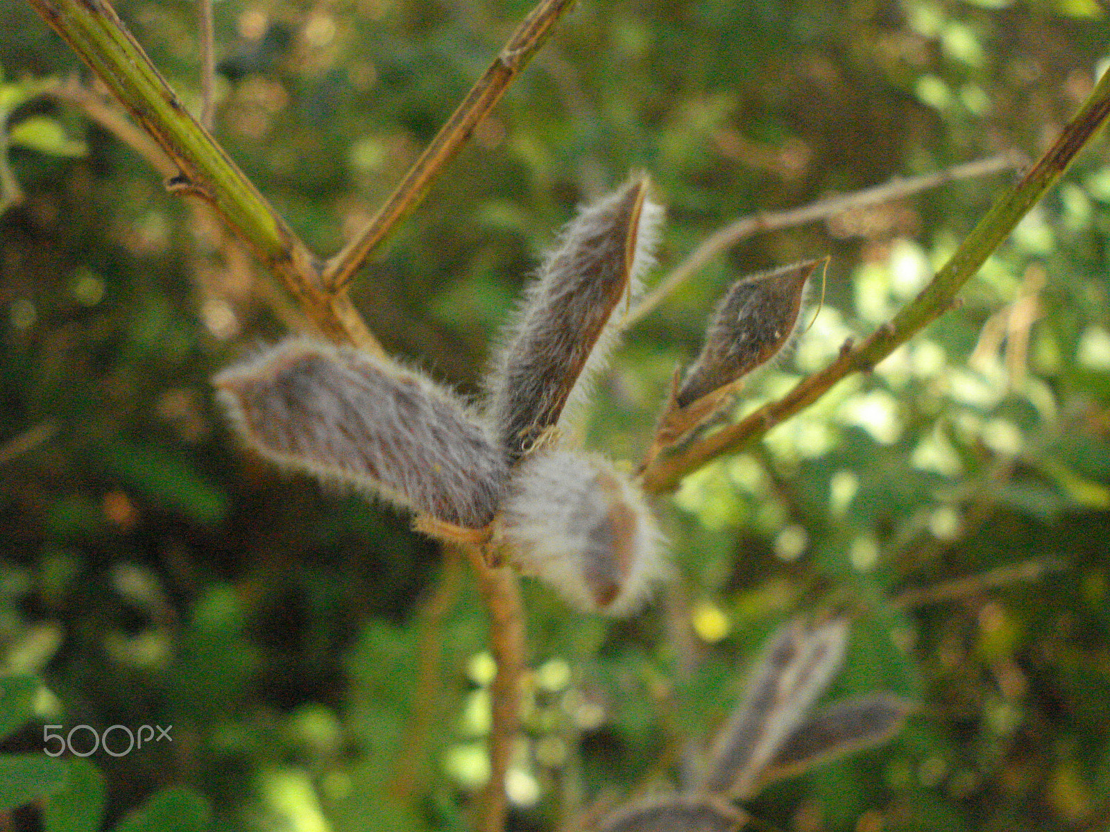 Sony DSC-W55 sample photo. Fluffy. photography