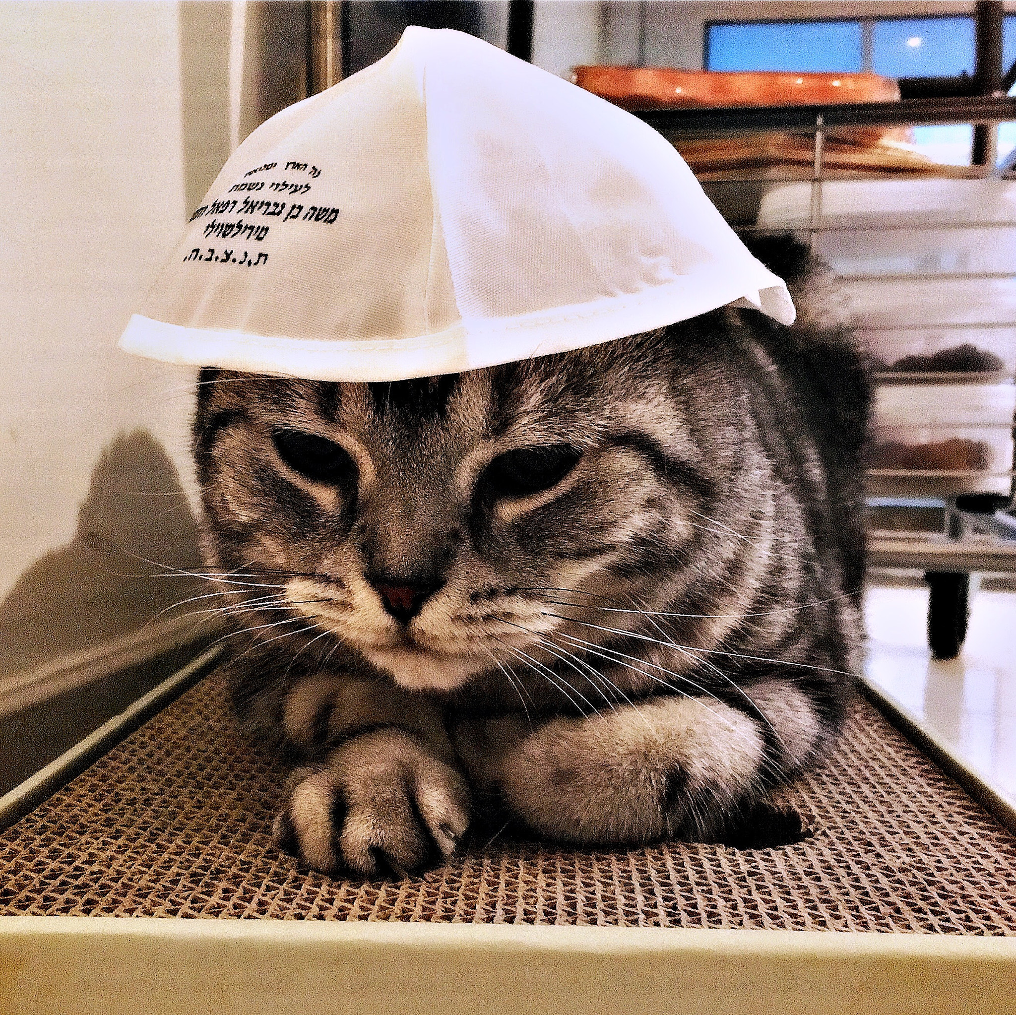 Hipstamatic 339 sample photo. Le chat du rabbin photography