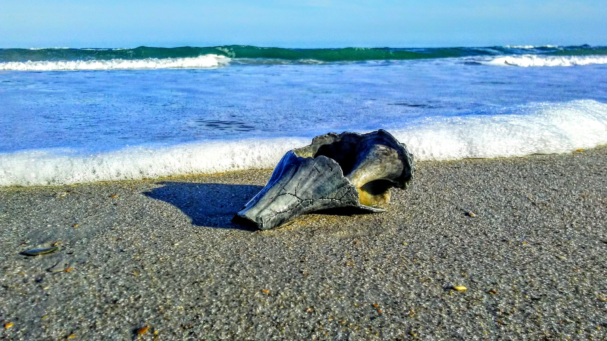 LG Phoenix 3 sample photo. Ocean shell, fort fisher nc photography