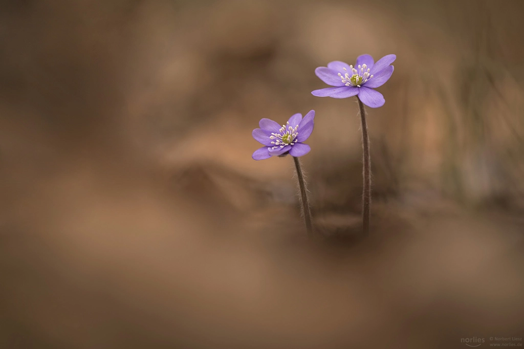 softies by Nᴏʀʙᴇʀᴛ Lɪᴇsᴢ on 500px.com