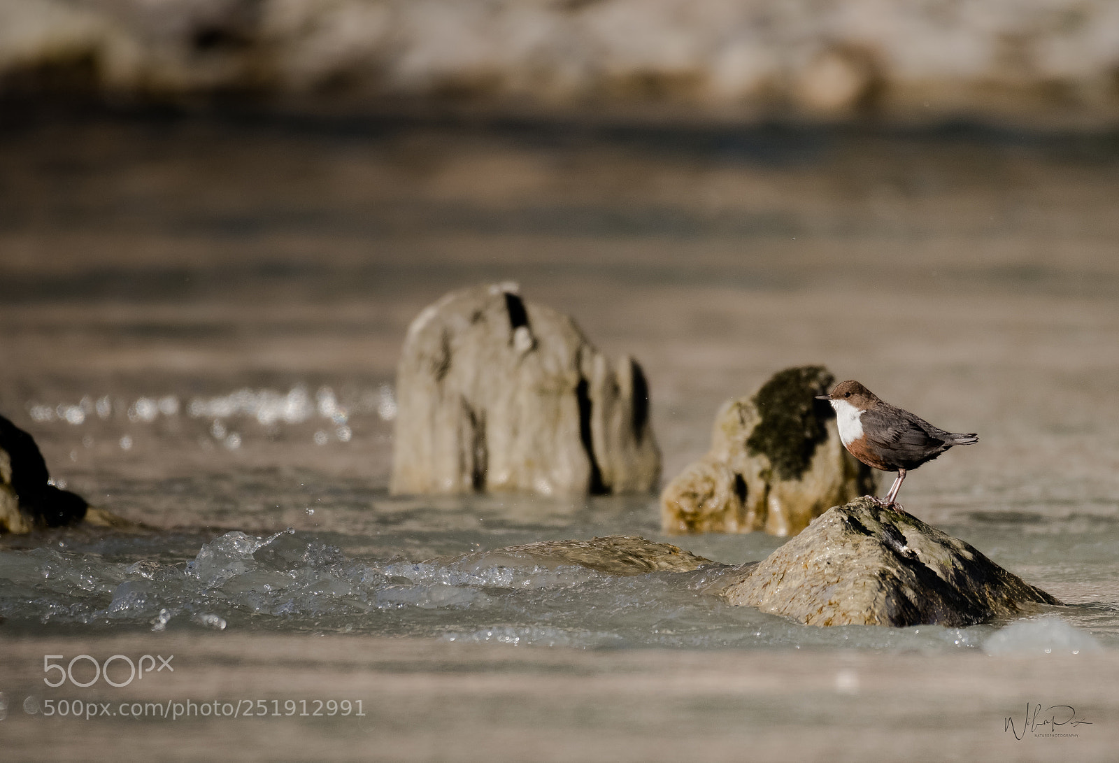 Nikon D500 sample photo. Morning dipper photography