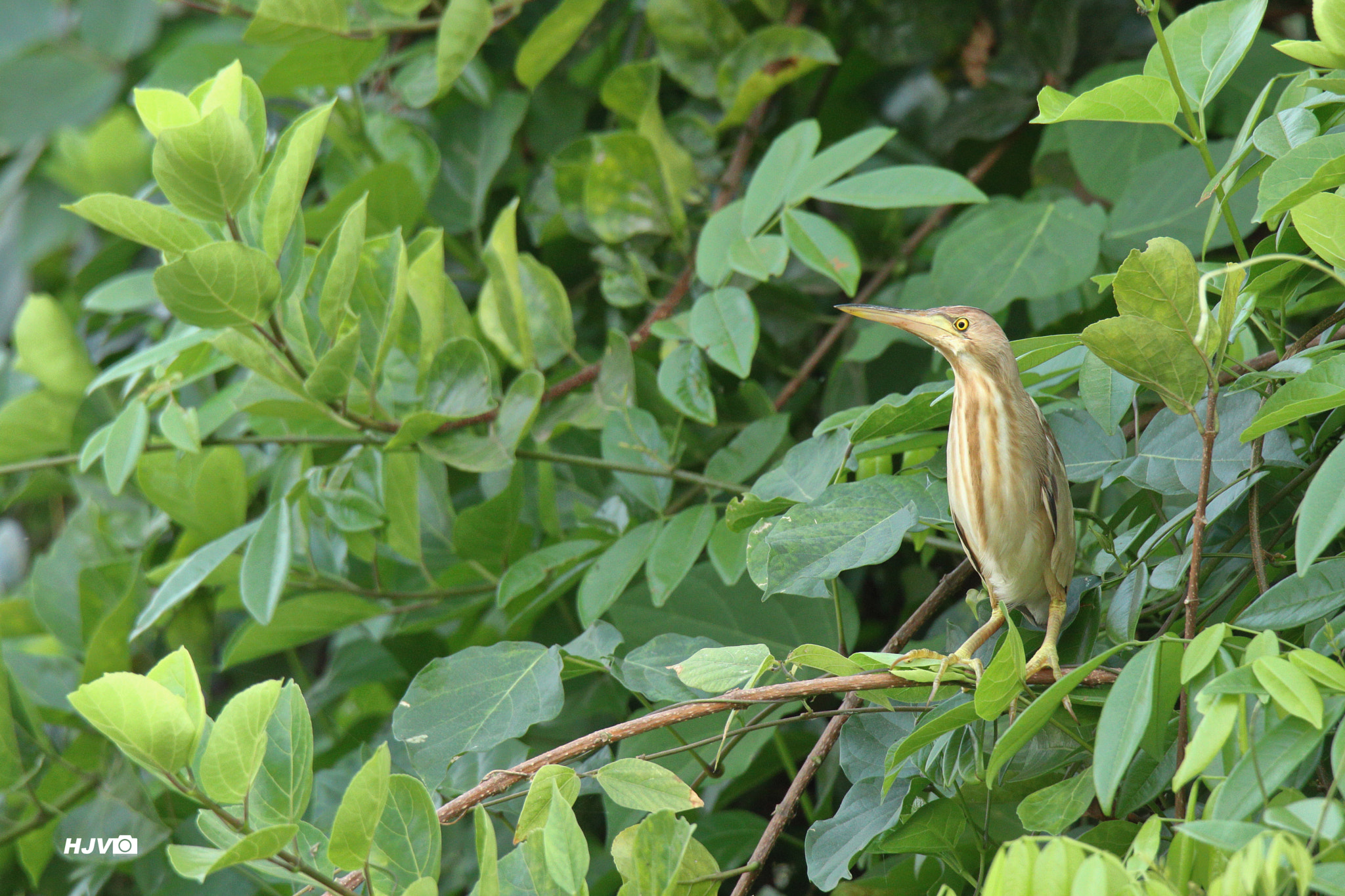 Canon EOS 80D sample photo. Yellow bittern photography