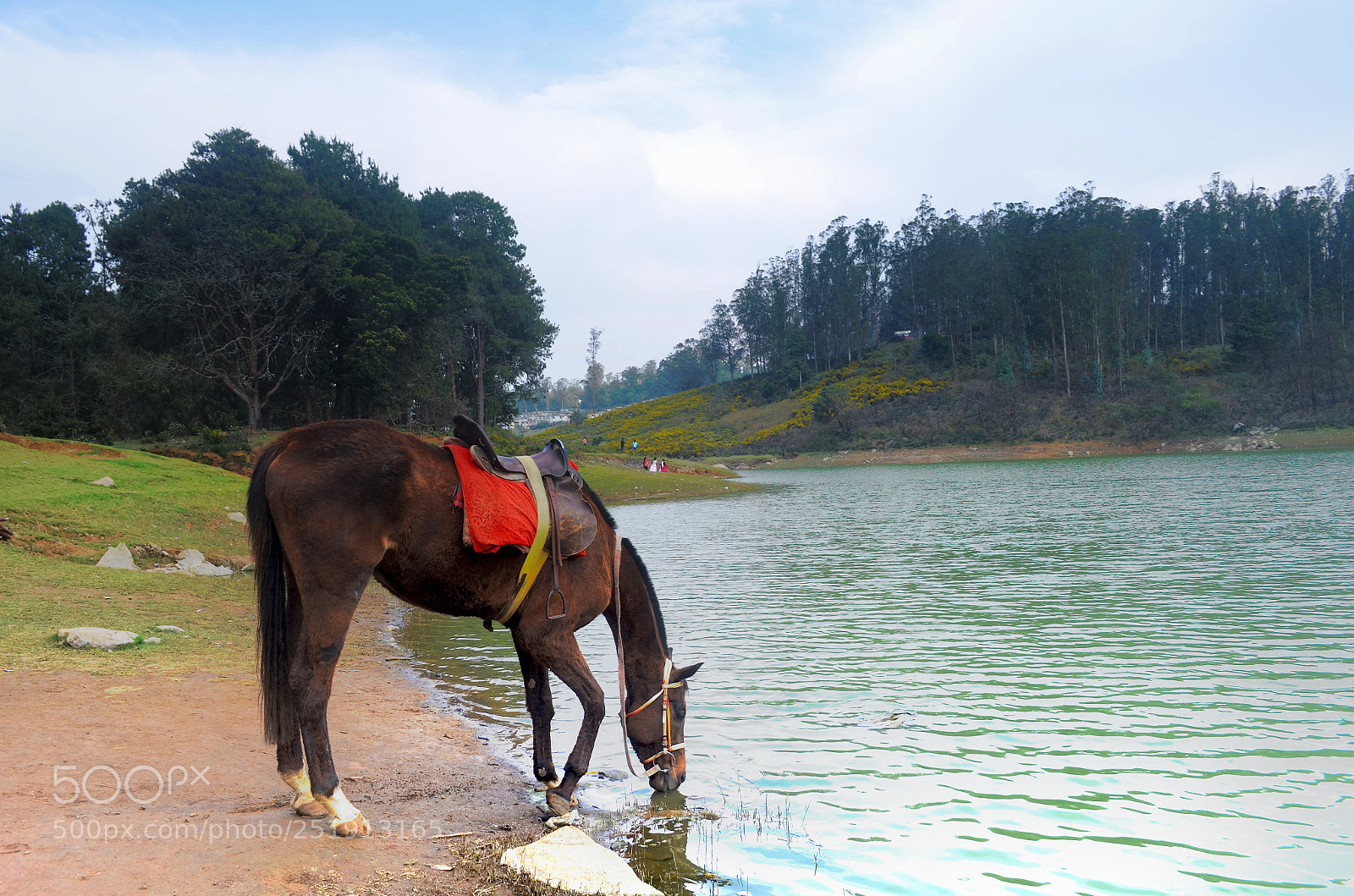 Nikon D5100 sample photo. Horse at river side photography