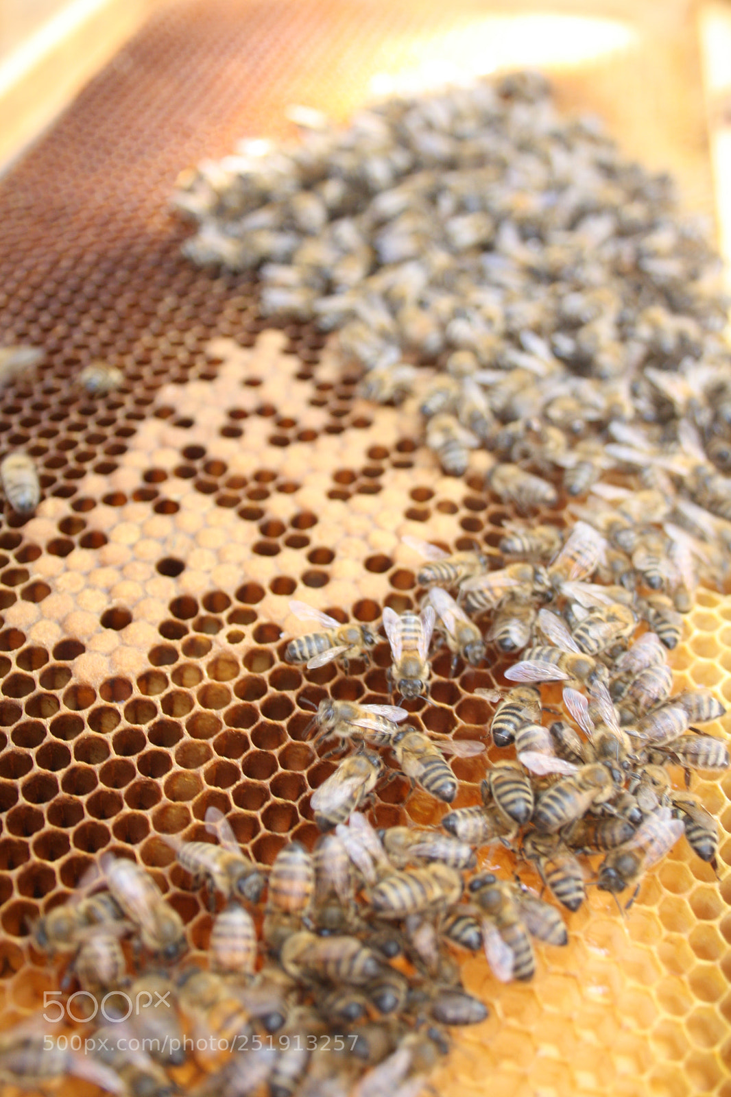 Canon EOS 1000D (EOS Digital Rebel XS / EOS Kiss F) sample photo. Honey bee photography