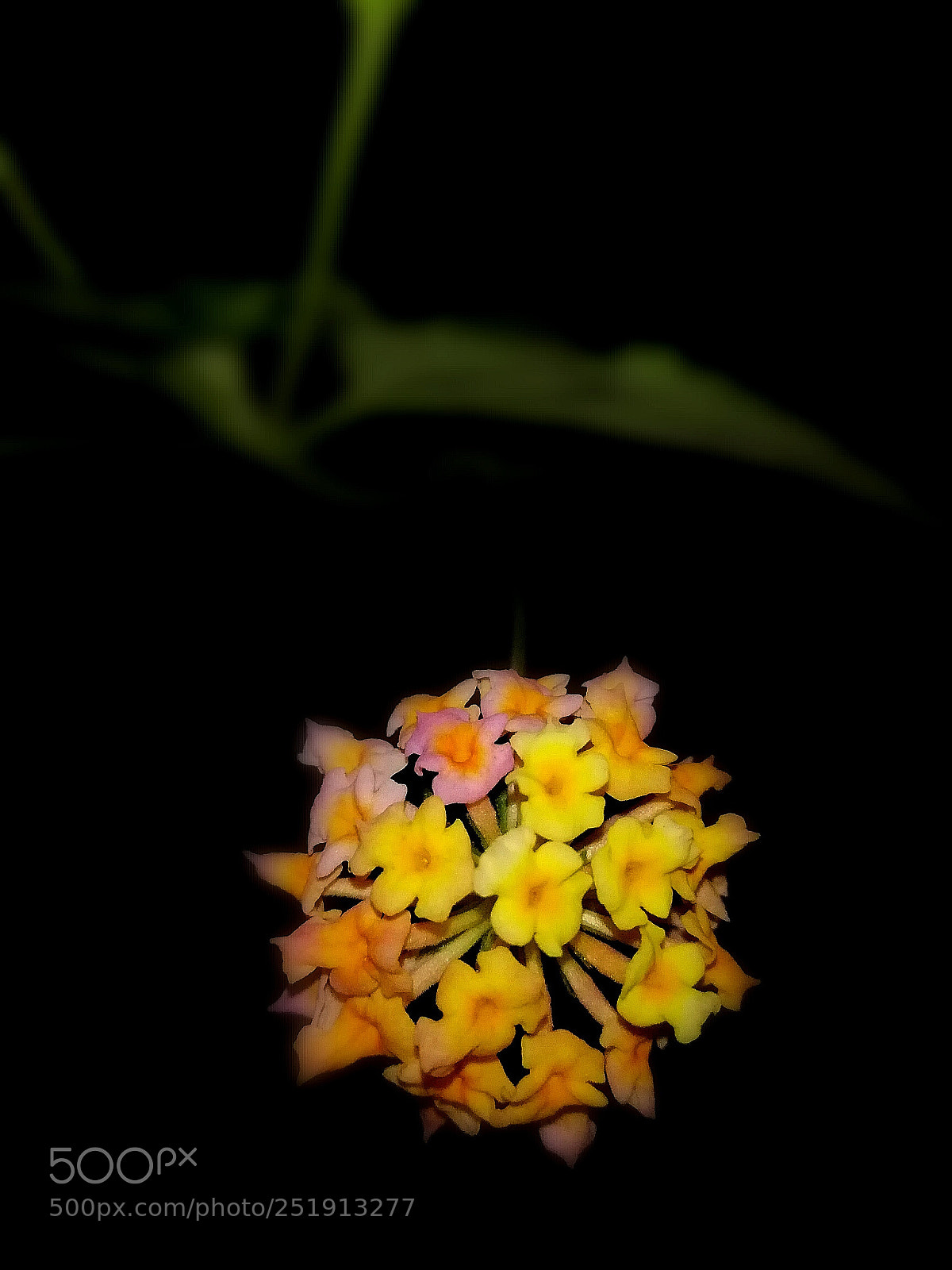 HUAWEI Mate 10 Lite sample photo. Flower in dark photography