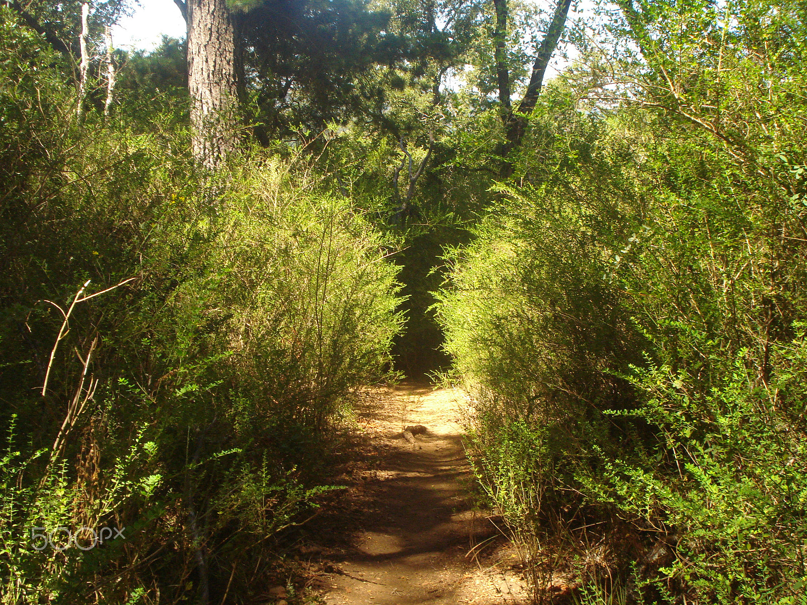 Sony DSC-W55 sample photo. Into the tunnel. photography