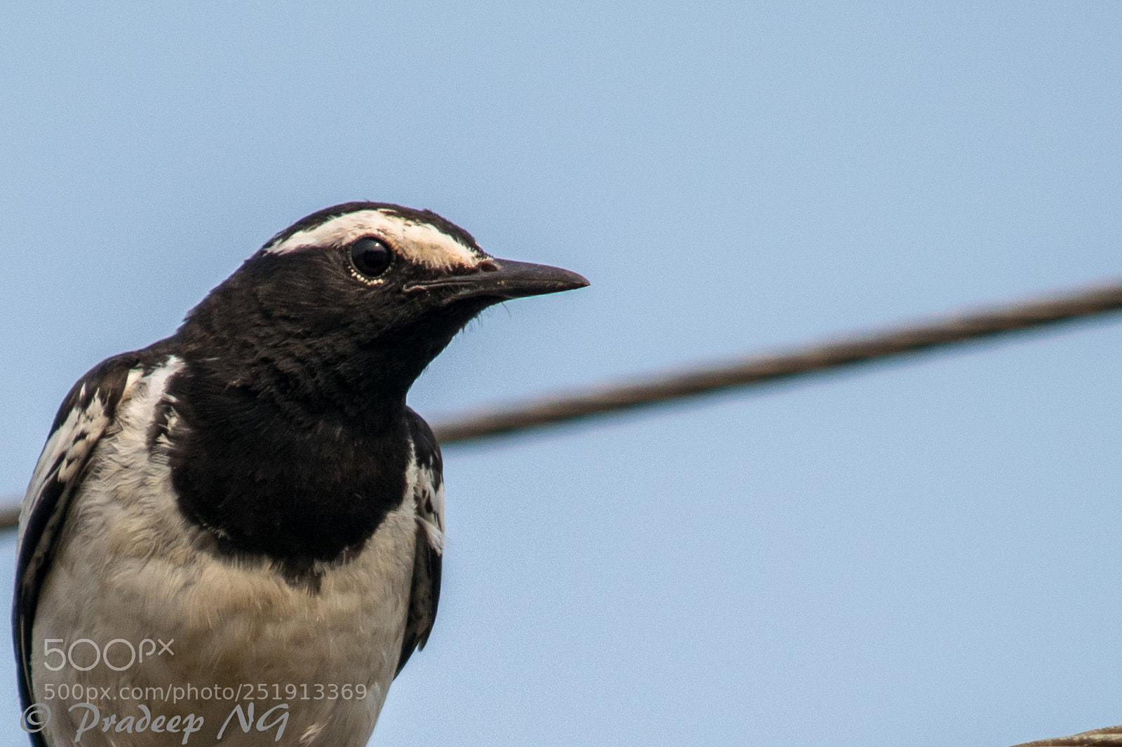 Nikon D3300 sample photo. White browed wagtail photography