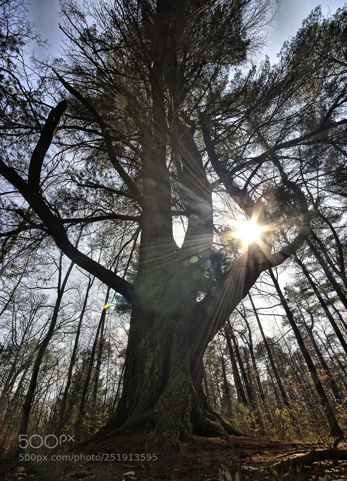 Sony SLT-A77 sample photo. Treebeard photography