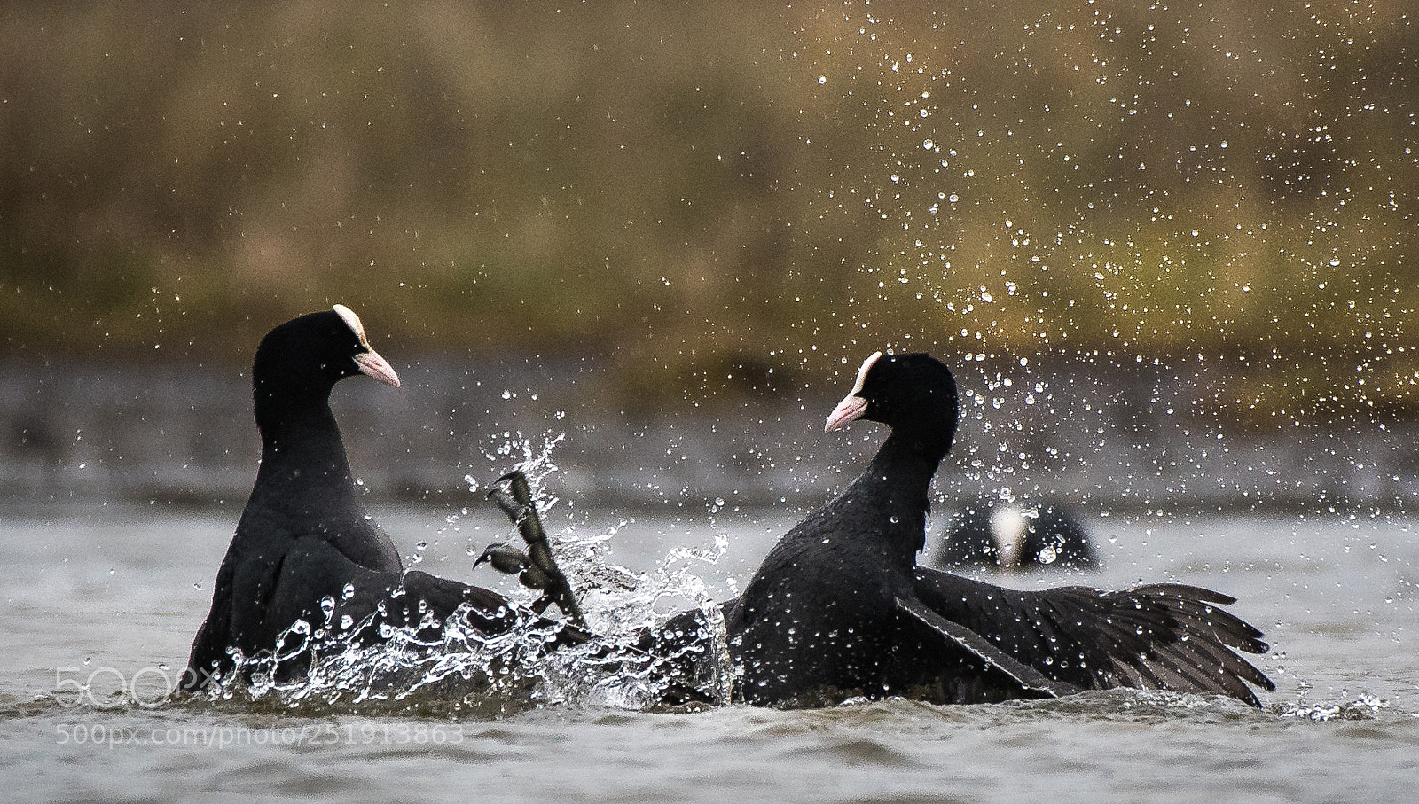 Nikon D500 sample photo. Coots have fun... photography