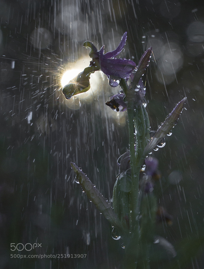 Canon EOS 60D sample photo. Untitled photography