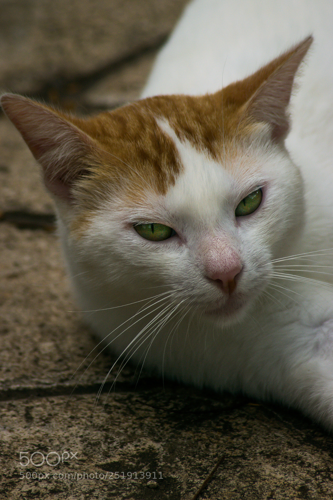 Nikon D3300 sample photo. Green eyes photography