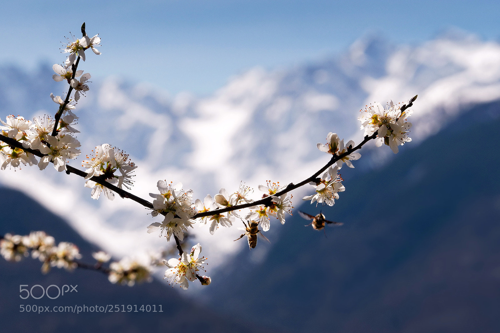Panasonic Lumix DMC-GX85 (Lumix DMC-GX80 / Lumix DMC-GX7 Mark II) sample photo. Blooming on the alps photography