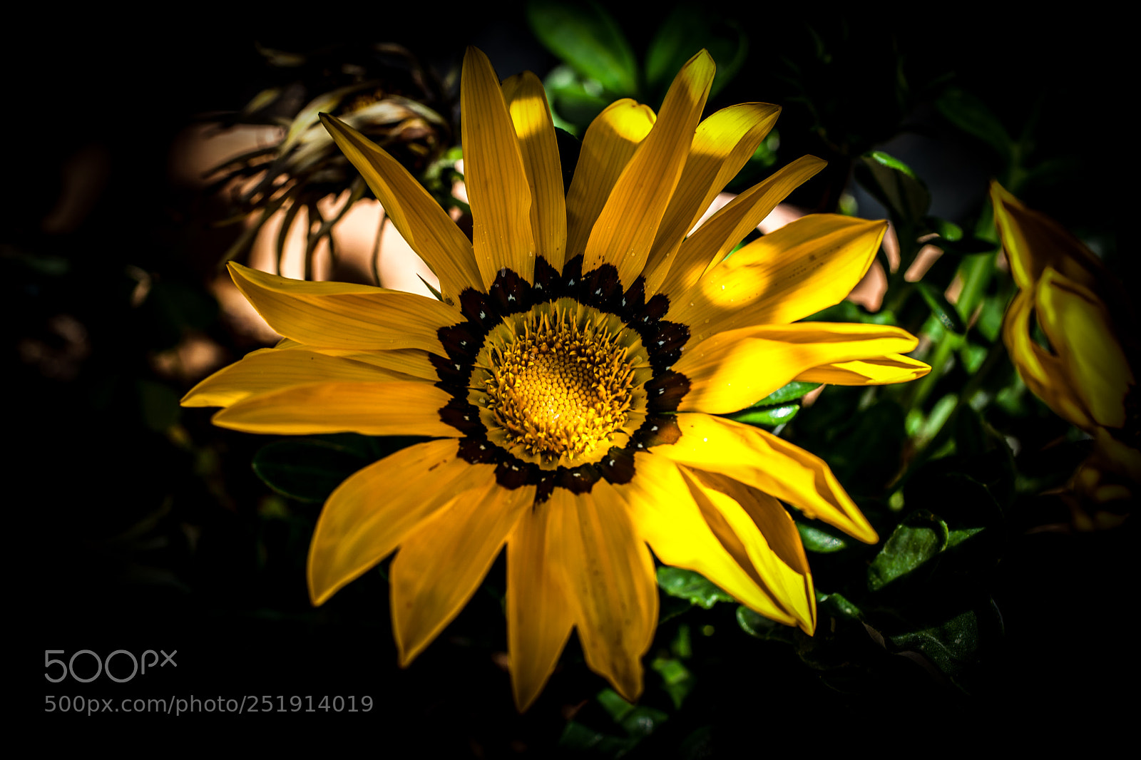 Canon EOS 5D Mark II sample photo. Yellow flower photography