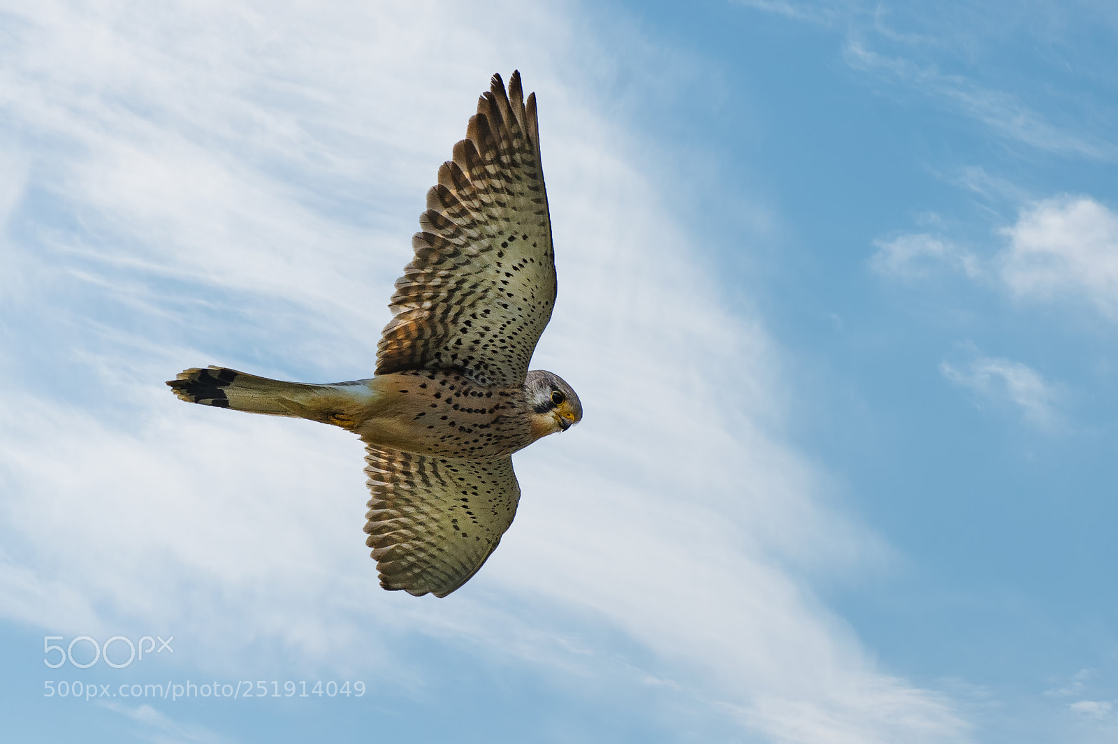 Nikon D500 sample photo. Kestrel photography