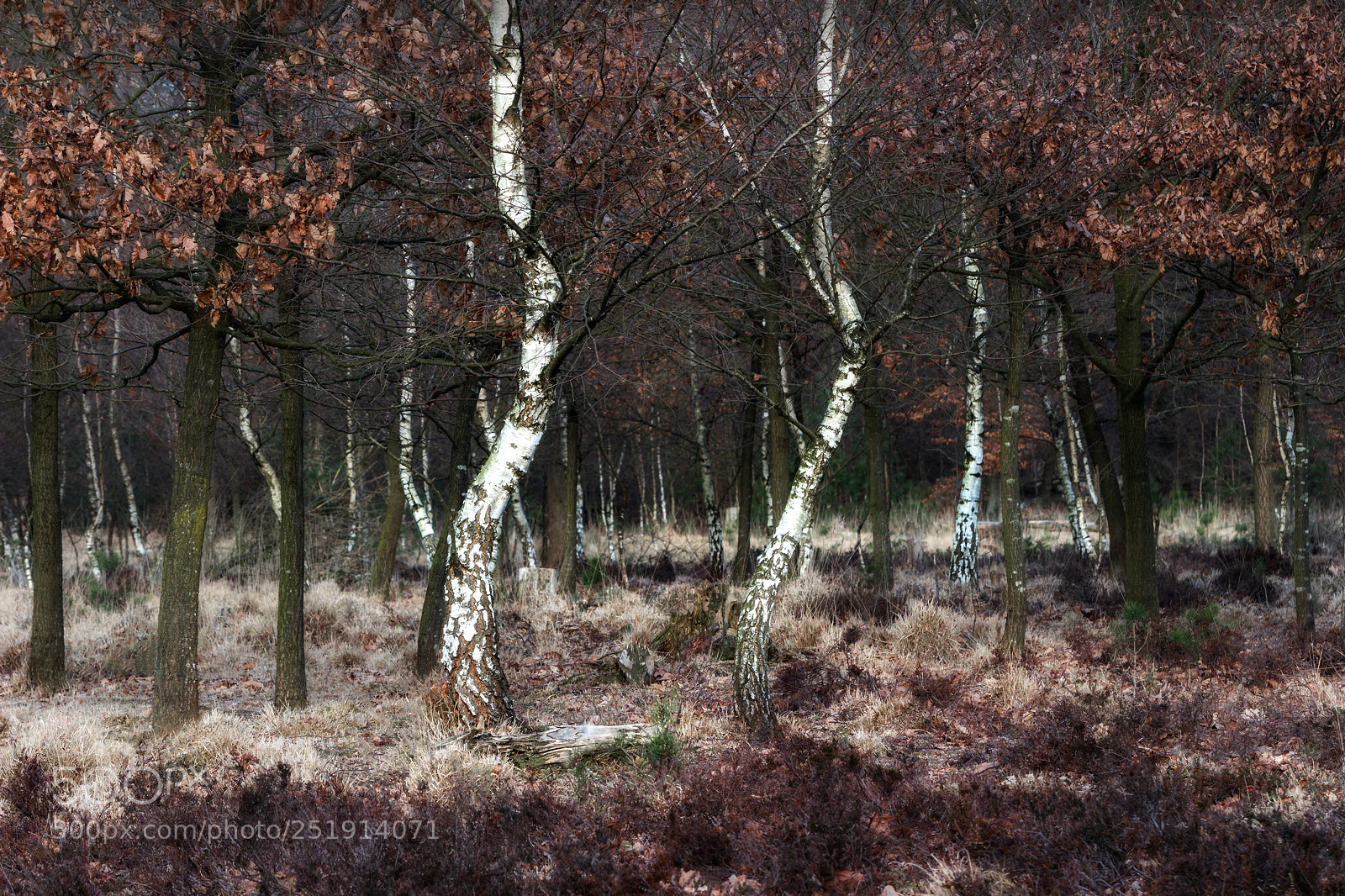 Canon EOS 700D (EOS Rebel T5i / EOS Kiss X7i) sample photo. Dancingtrees photography