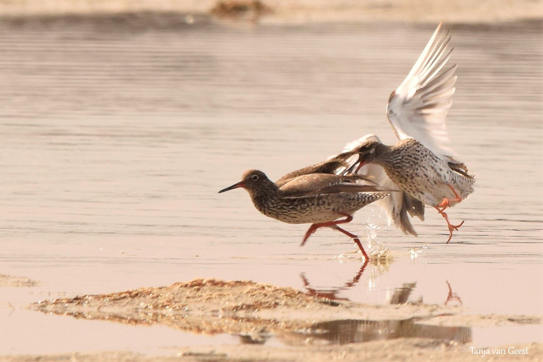 Nikon D5500 + Sigma 150-600mm F5-6.3 DG OS HSM | C sample photo. Redshanks photography