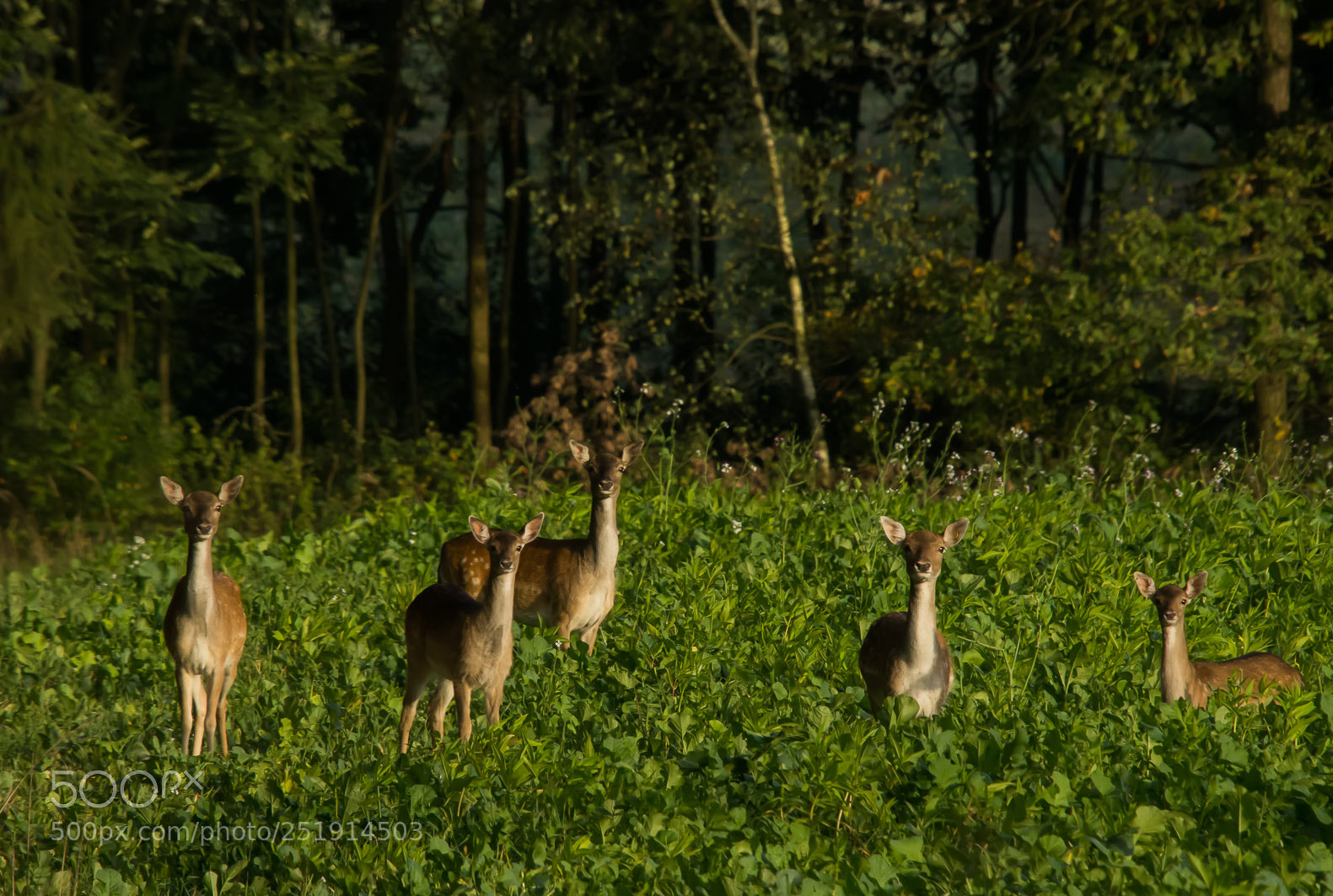 Pentax K-r sample photo. In the field photography