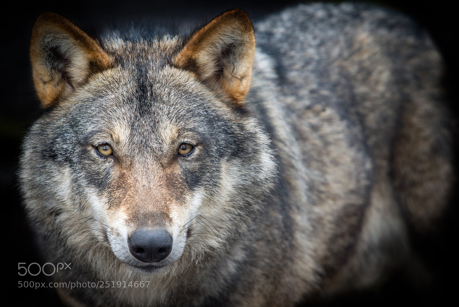 Nikon D610 sample photo. Wolve photography