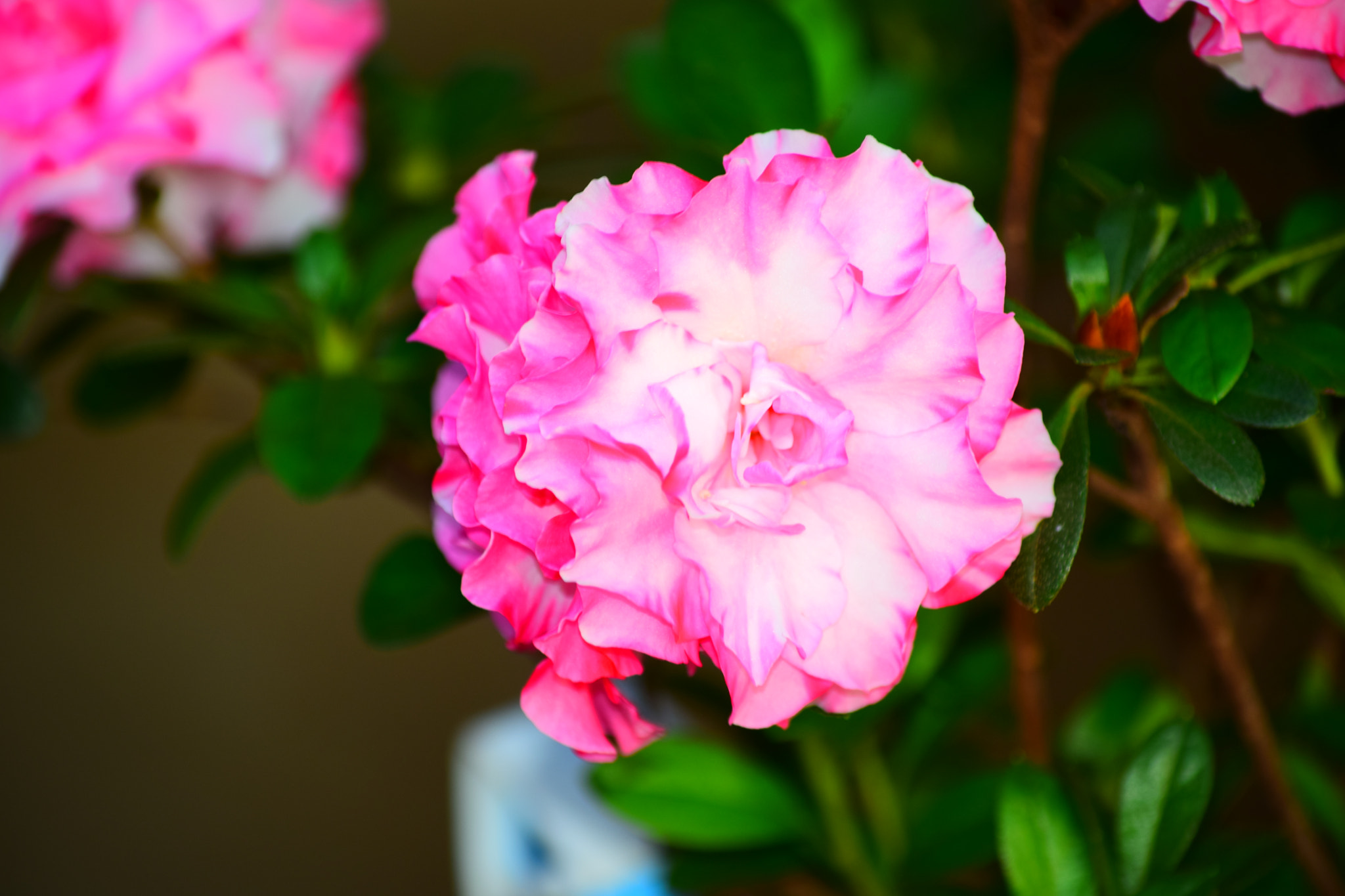 Nikon D3300 sample photo