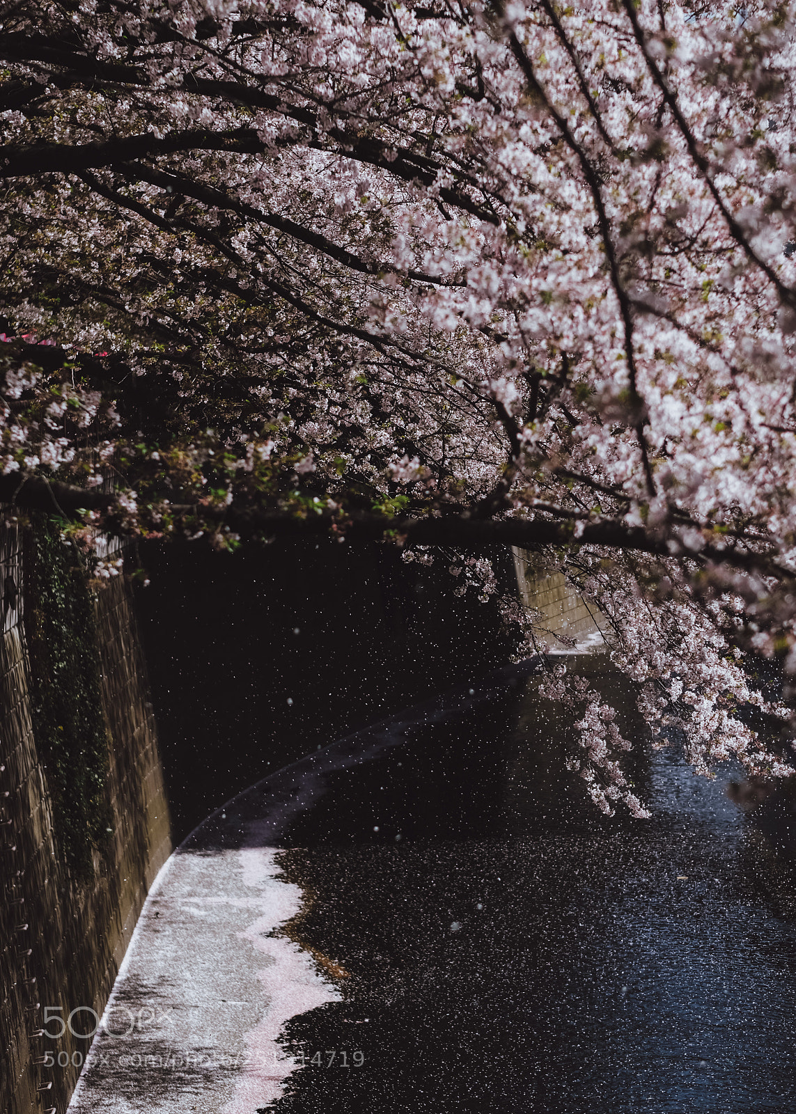Fujifilm X-T2 sample photo. Open your heart photography
