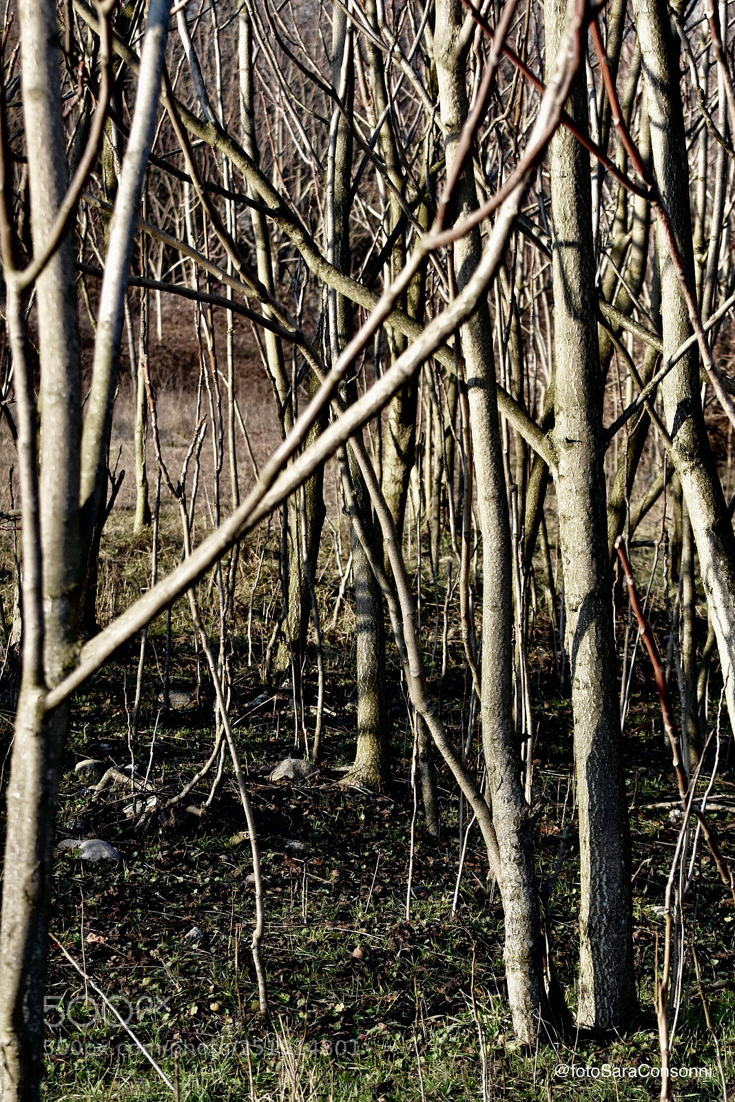 Nikon D7200 sample photo. Bosco photography
