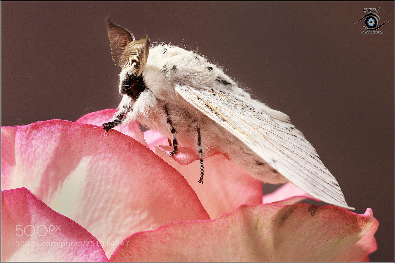 Canon EOS 80D sample photo. Cerura vinula 3 photography