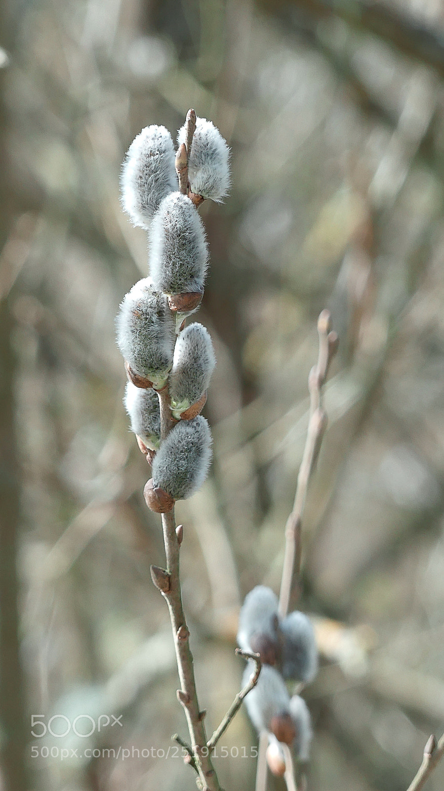 Panasonic Lumix DMC-FZ300 sample photo. Spring impression ... photography