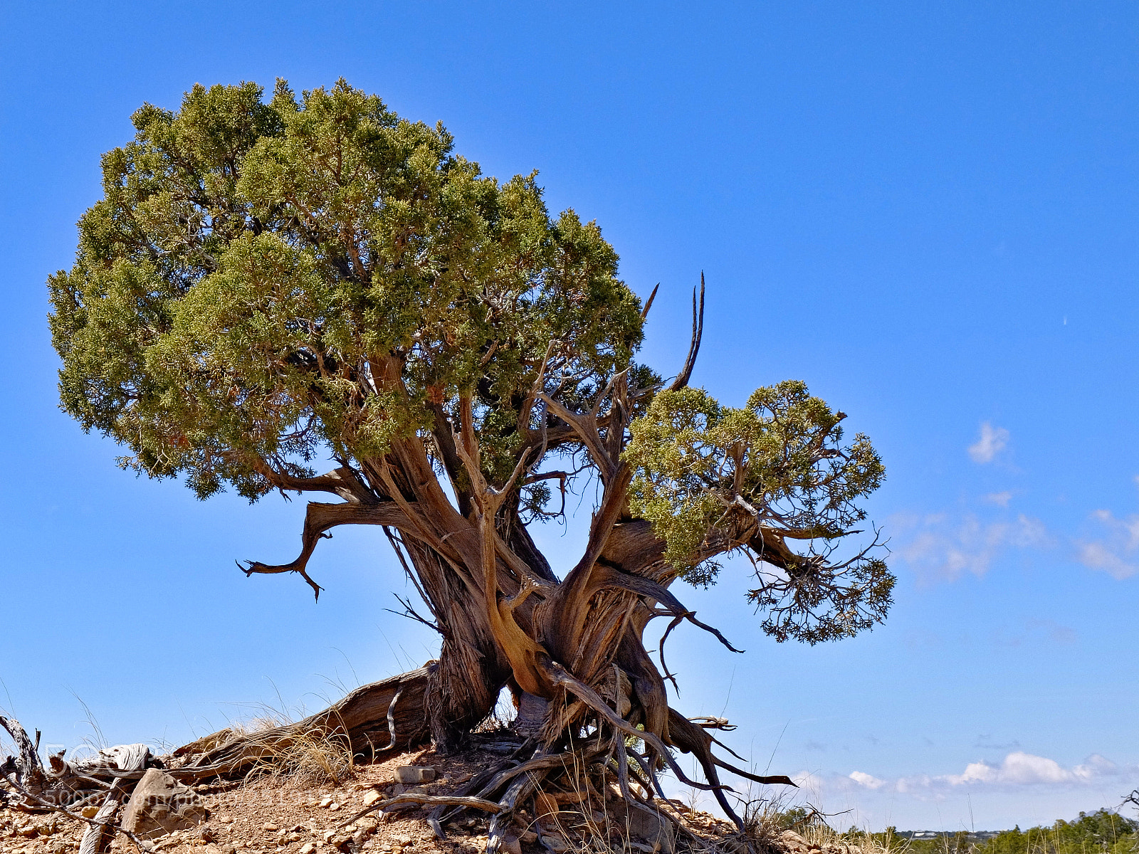 Fujifilm X30 sample photo. Mountain juniper photography