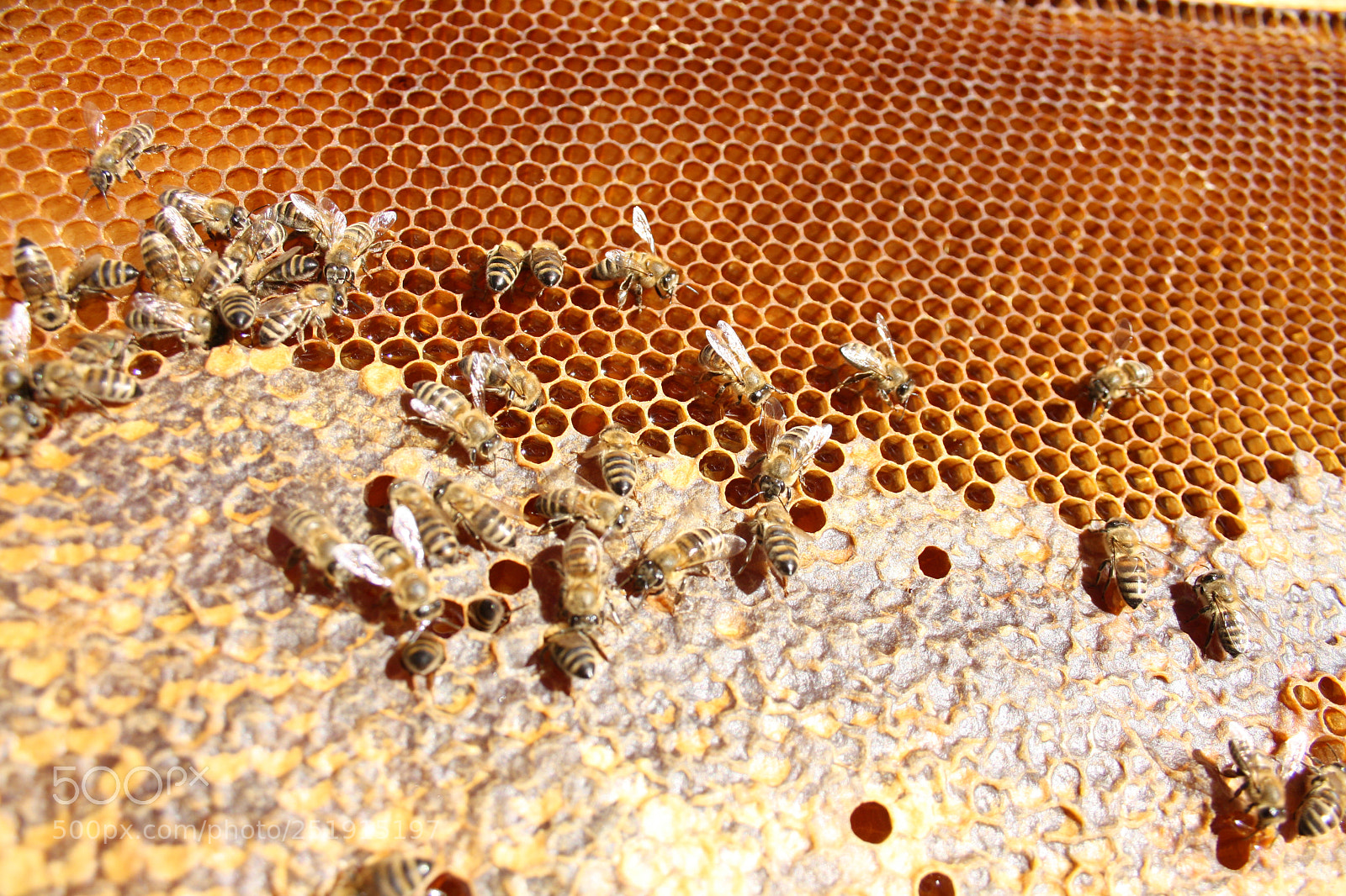 Canon EOS 1000D (EOS Digital Rebel XS / EOS Kiss F) sample photo. Honey bee photography