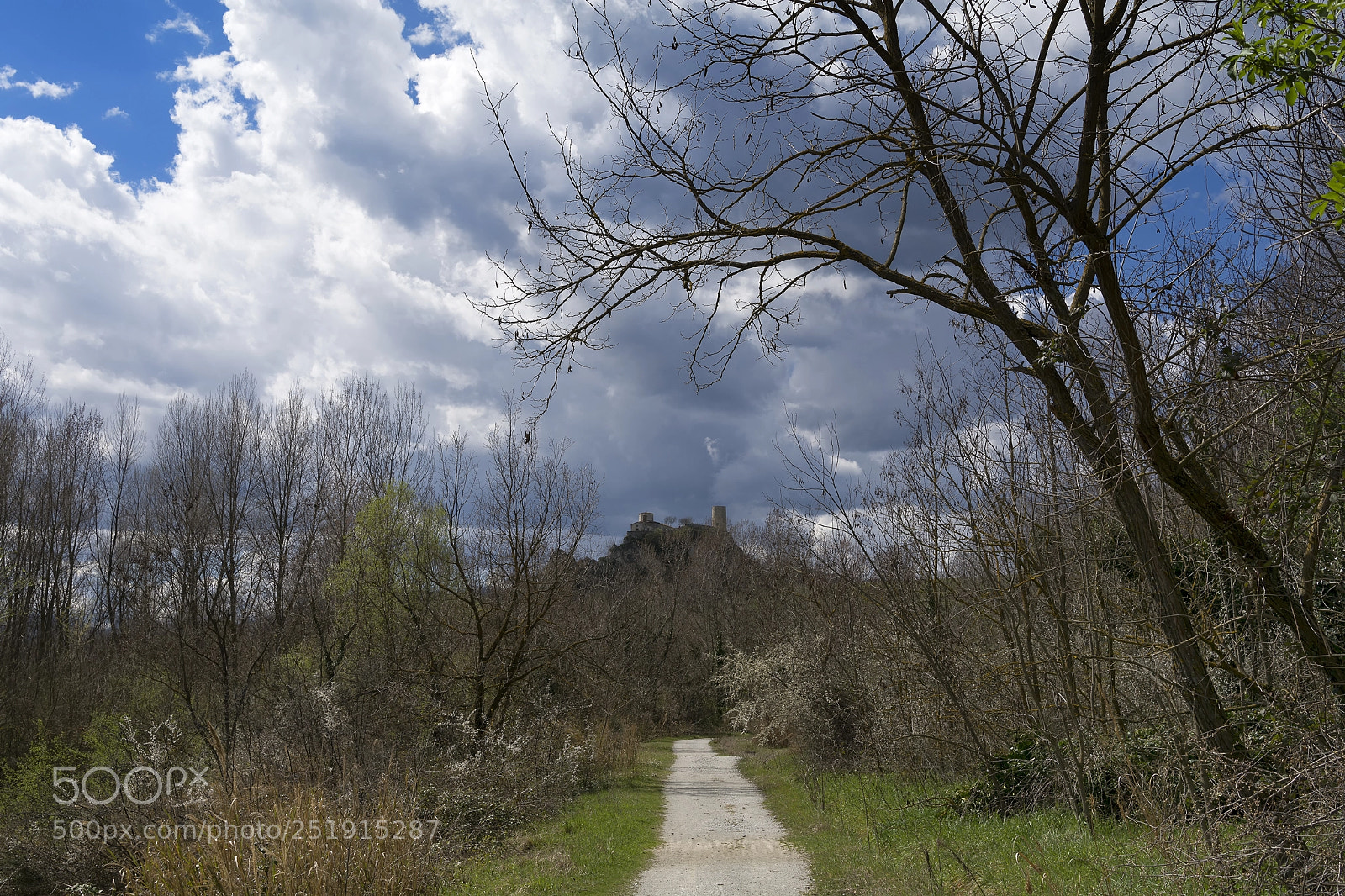 Nikon D7100 sample photo. Copse photography