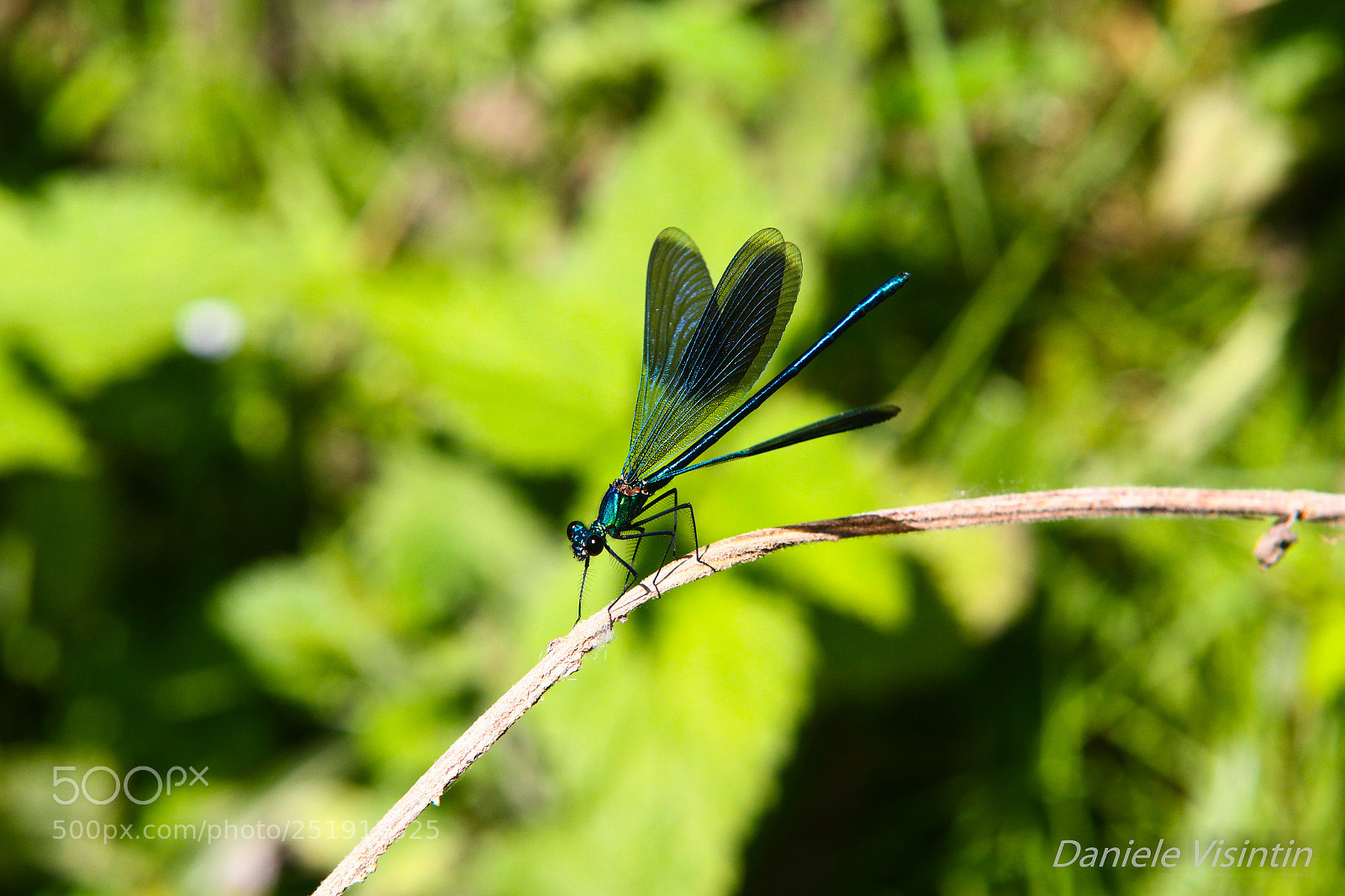 Canon EOS 60D sample photo. Blue dragonfly photography