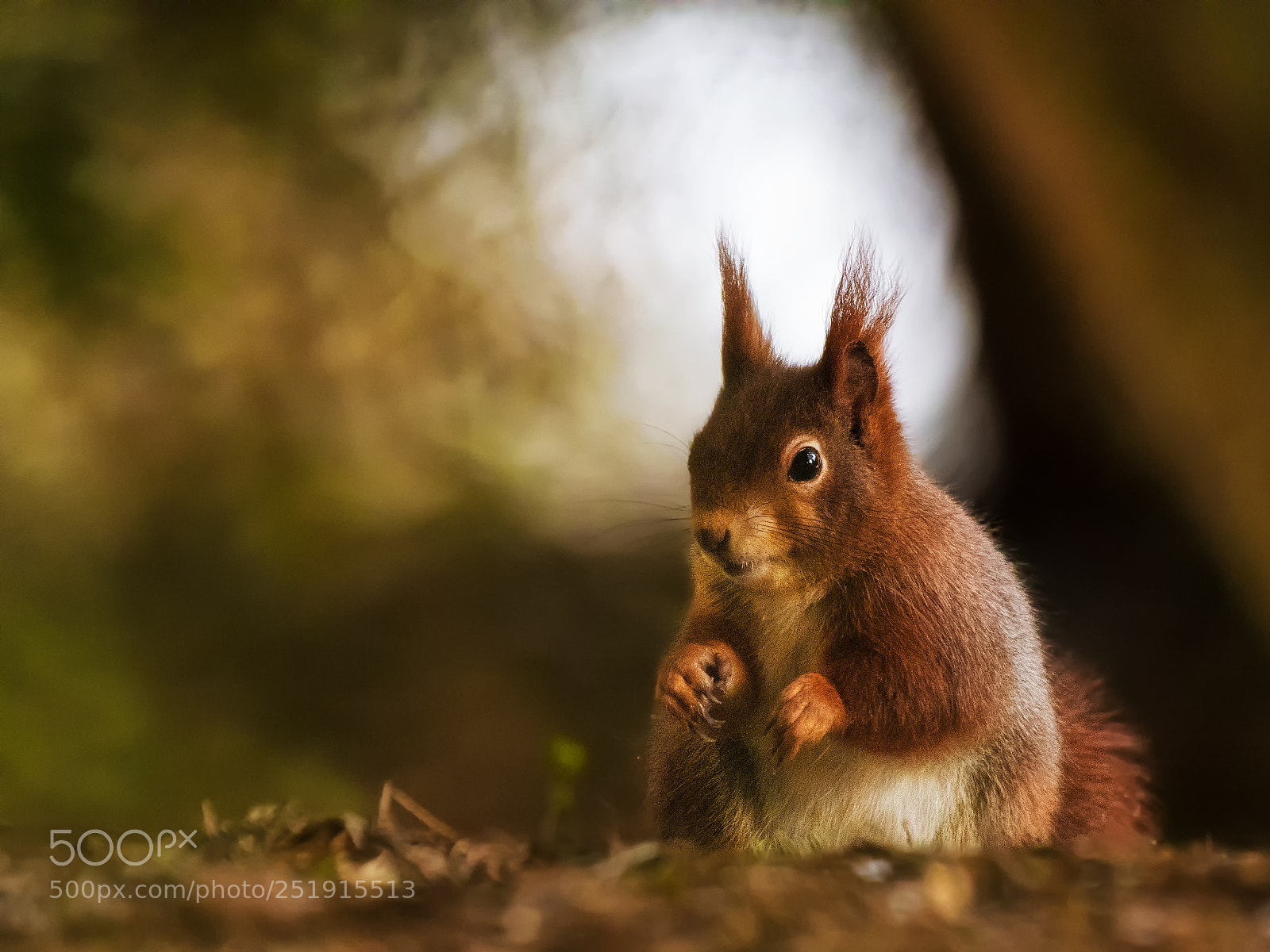Nikon D500 sample photo. Squirrel photography