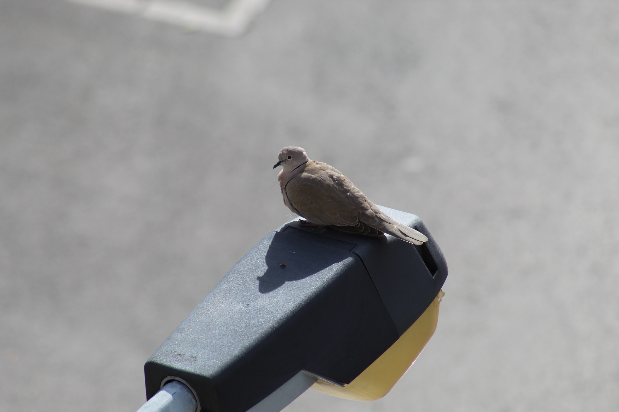 Canon EF 75-300mm f/4-5.6 sample photo. Rola photography