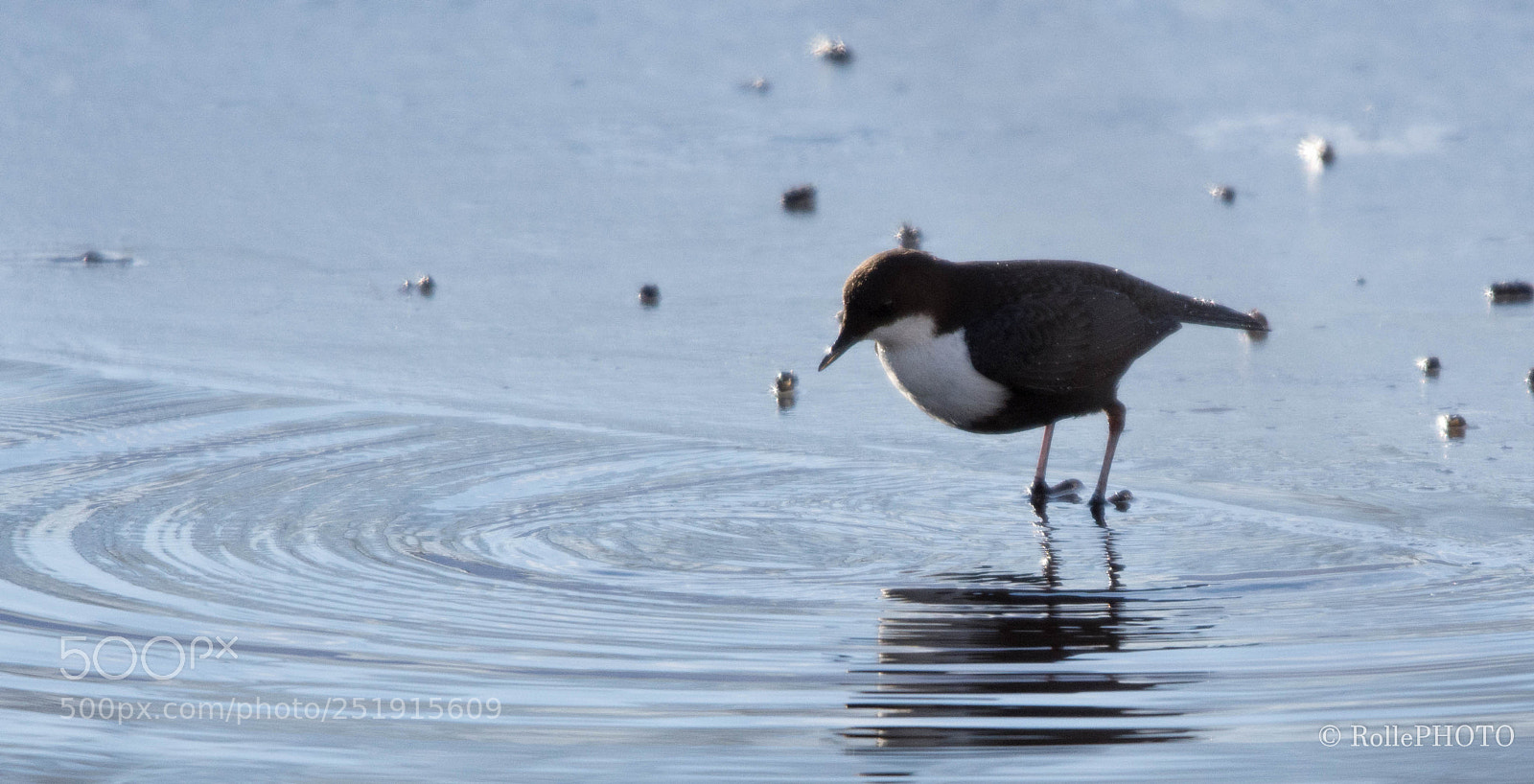 Nikon D7200 sample photo. Dipper photography