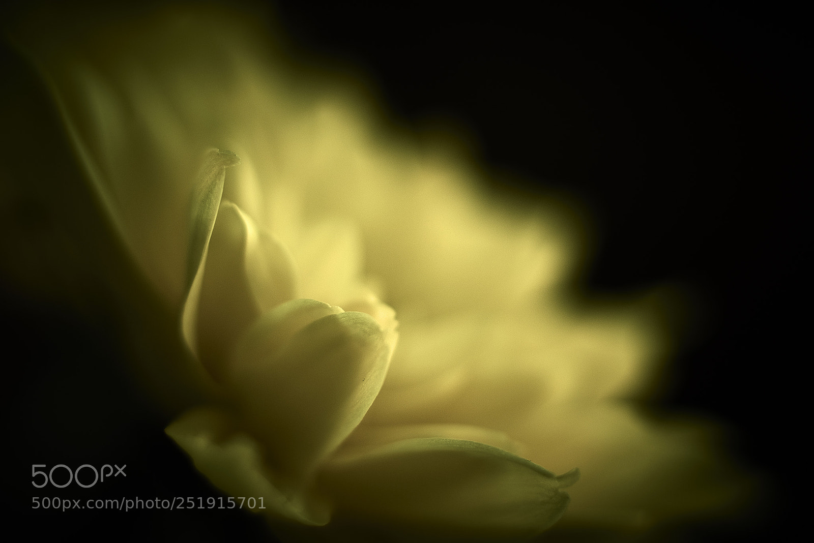 Nikon D800E sample photo. Fading yellows photography