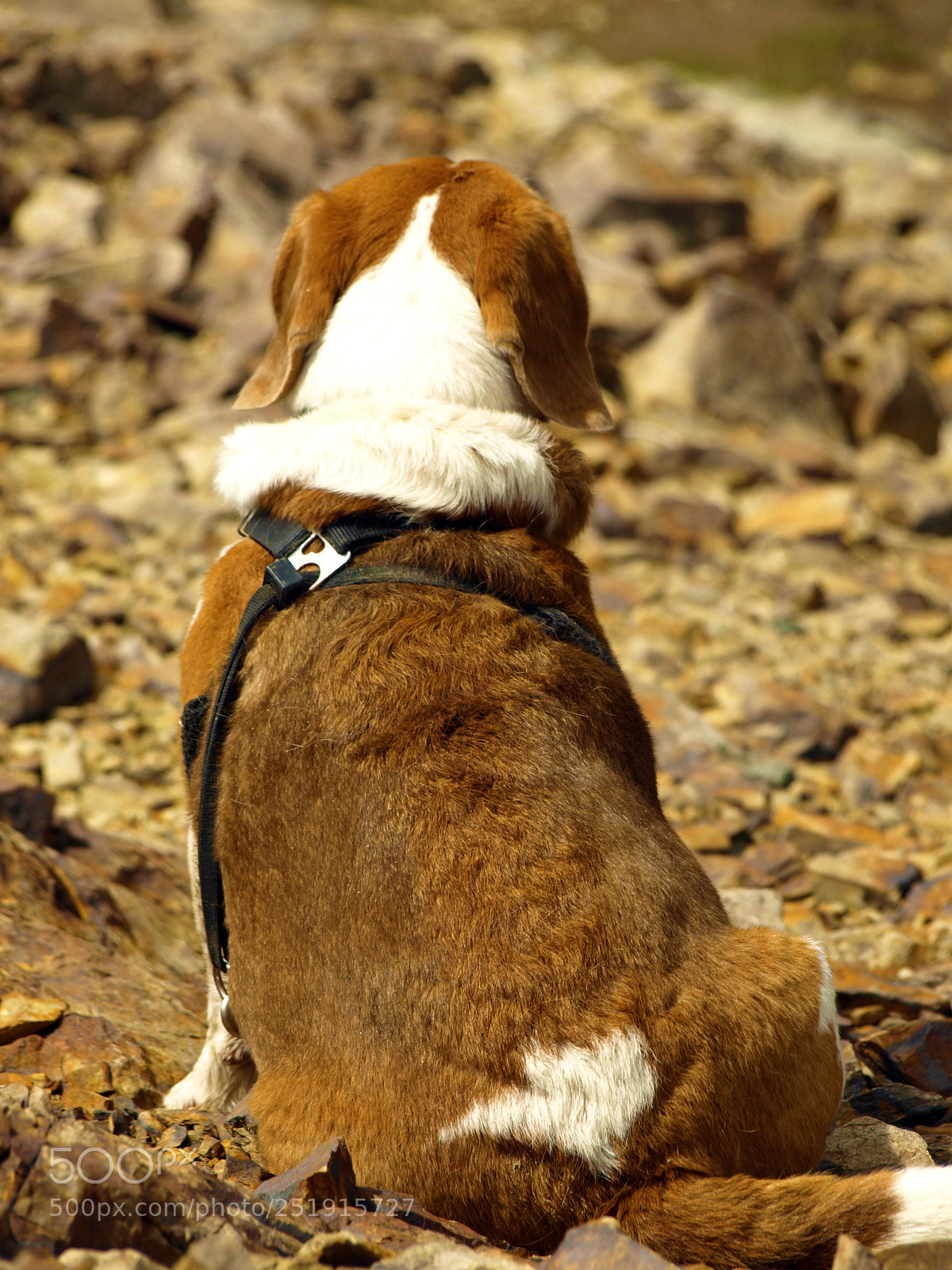Olympus E-510 (EVOLT E-510) sample photo. Thinking beagle photography