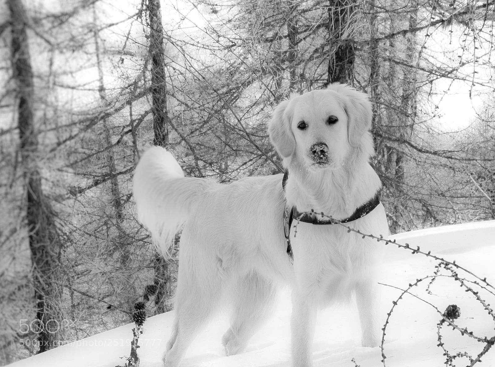 Nikon D40 sample photo. Zoe photography